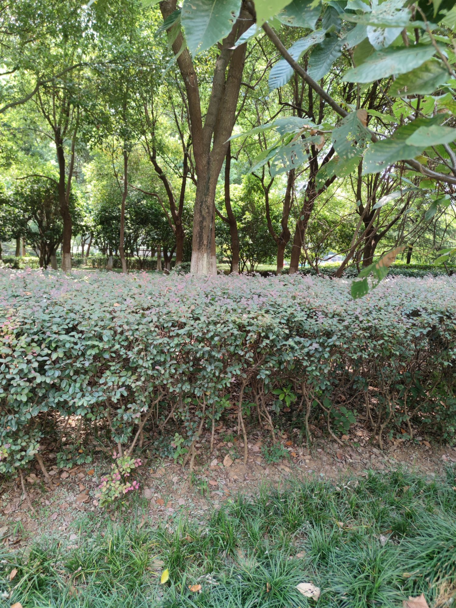 合燃公园旅行图片 3