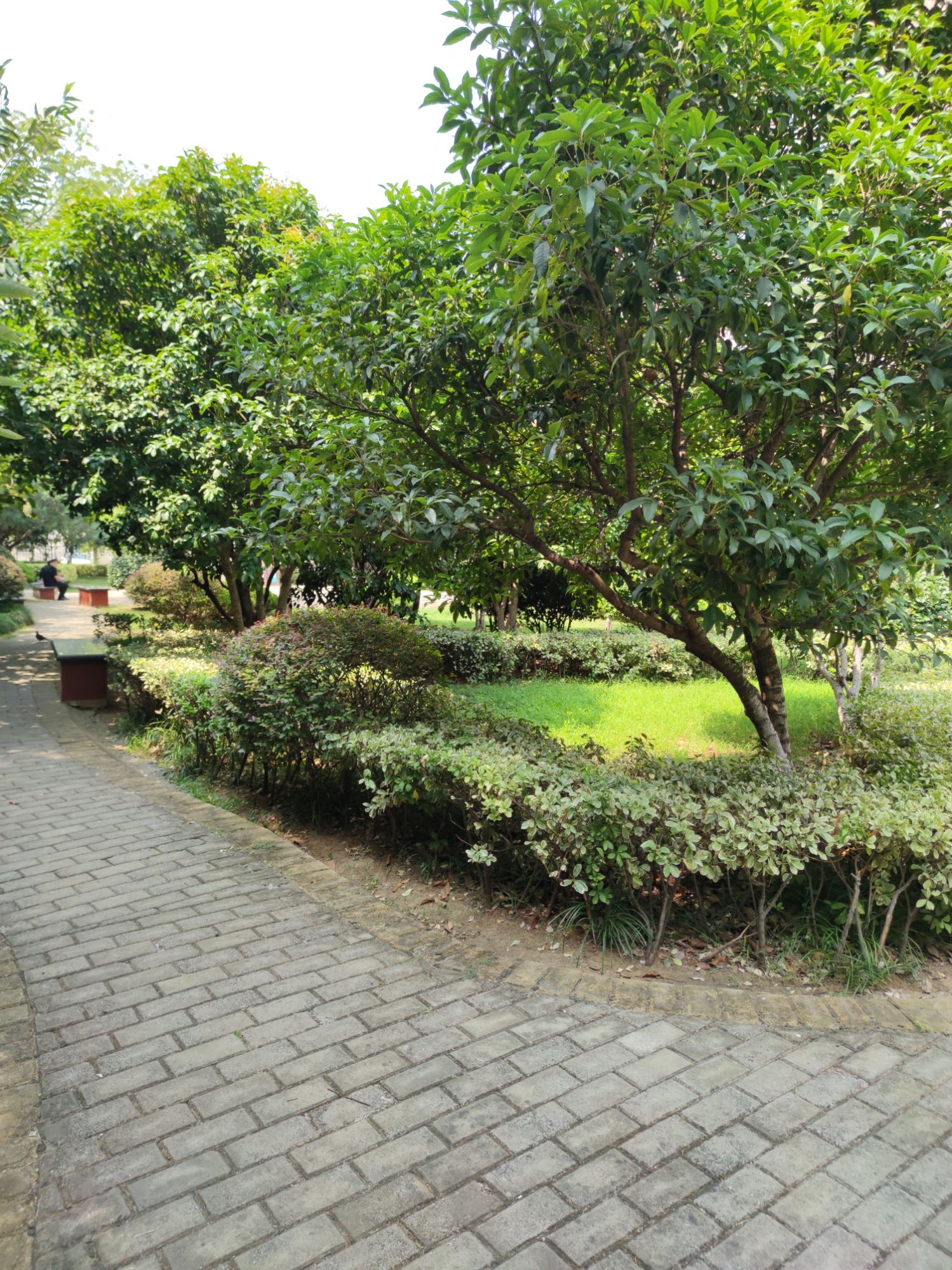 合燃公园旅行图片 2