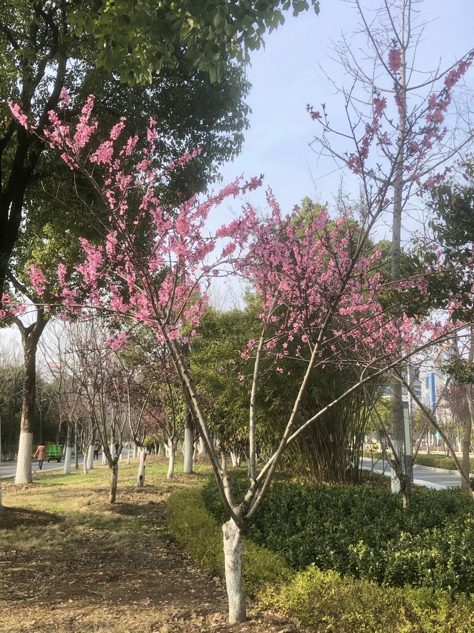 南艳湖公园旅行图片 1