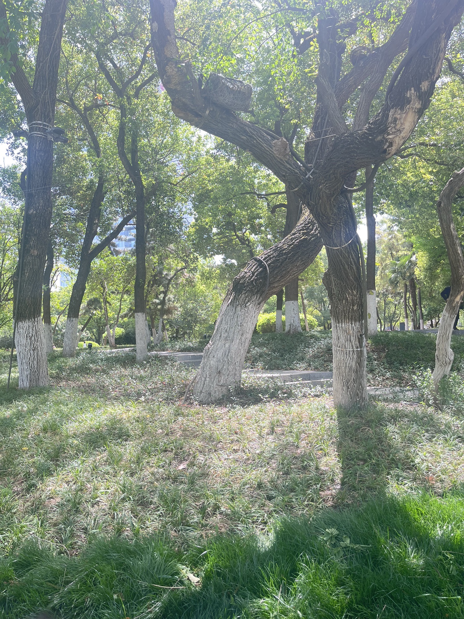 南艳湖公园旅行图片 1