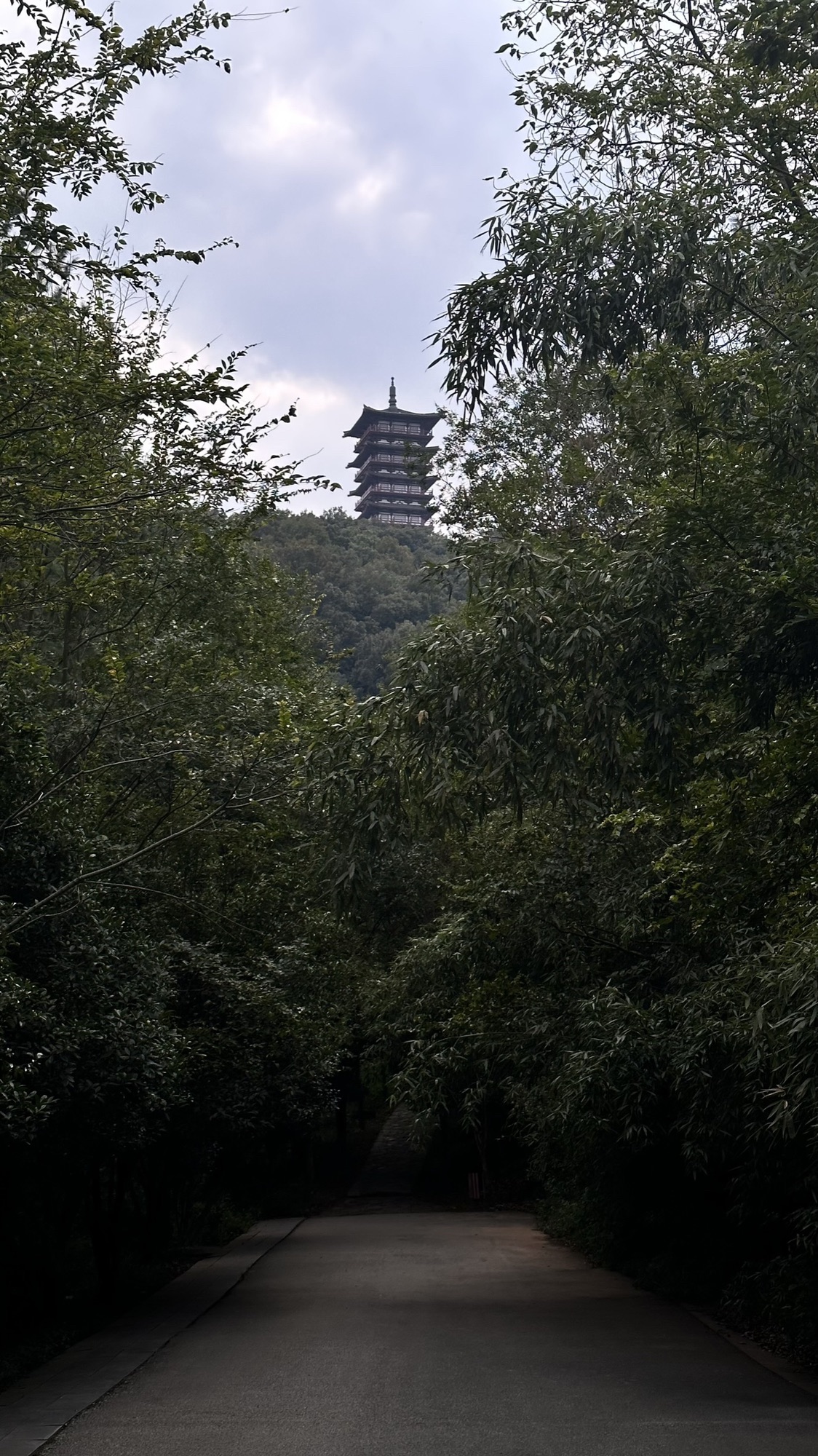 紫蓬山国家森林公园旅行图片 3