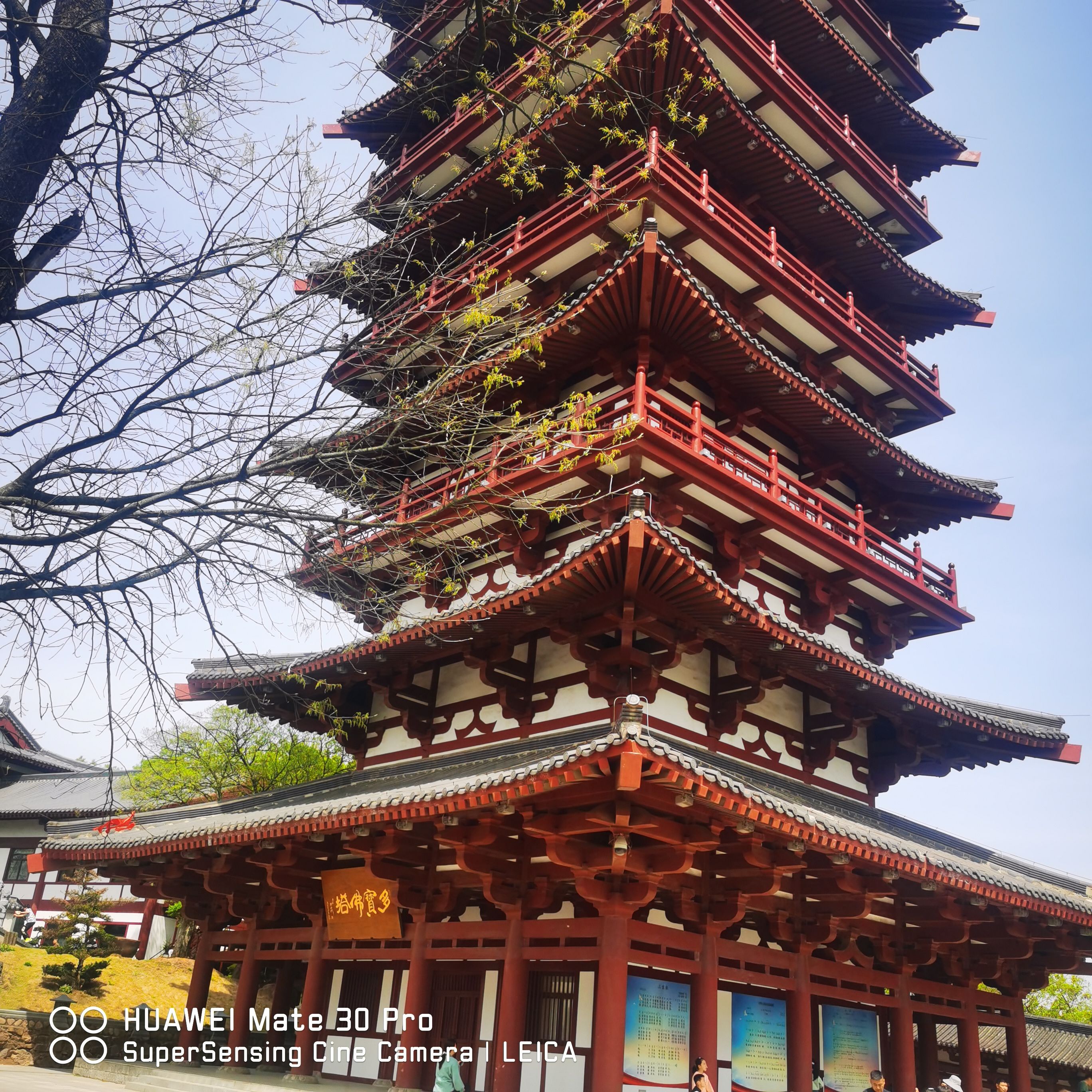 紫蓬山国家森林公园旅行图片 1