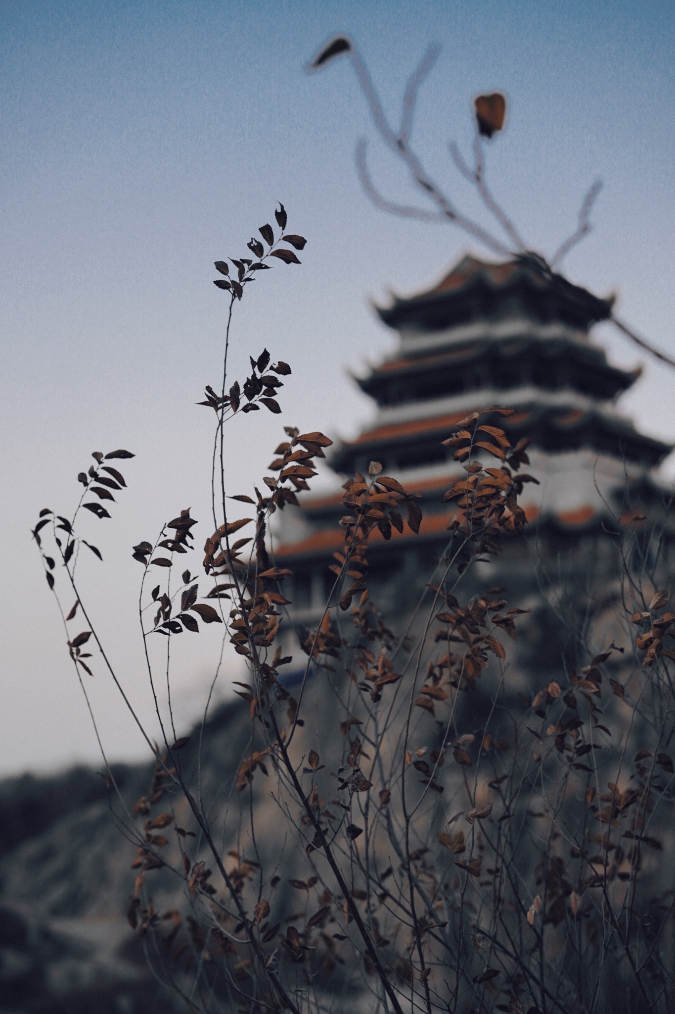 锥子山森林公园旅行图片 1