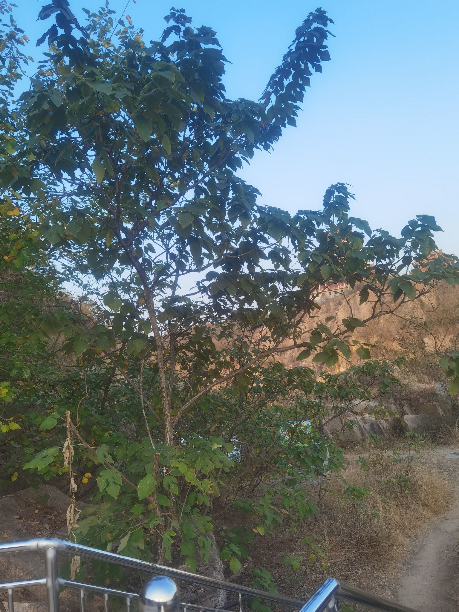锥子山森林公园旅行图片 1