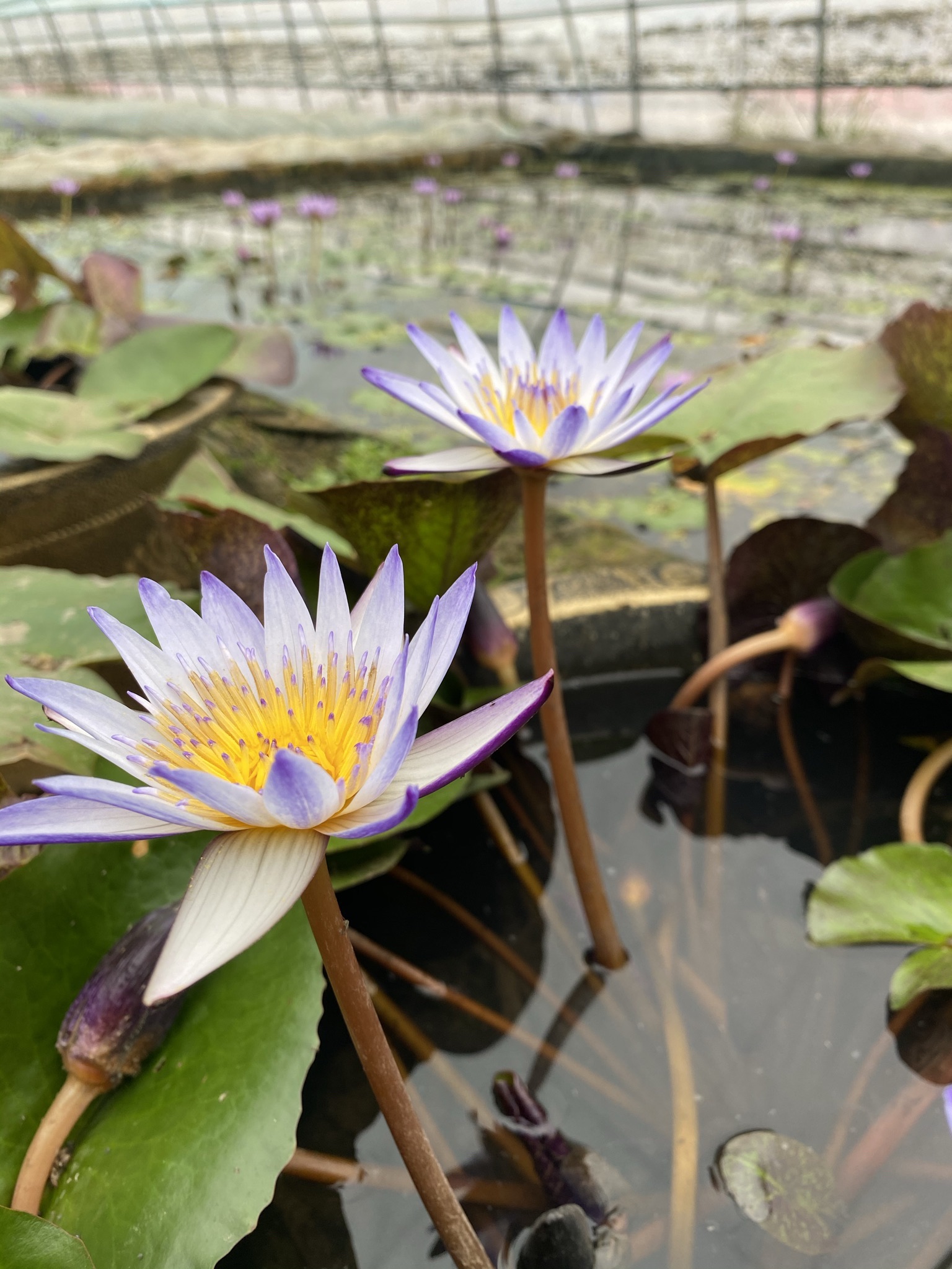 蚌埠韵莲荷花花园旅行图片 1