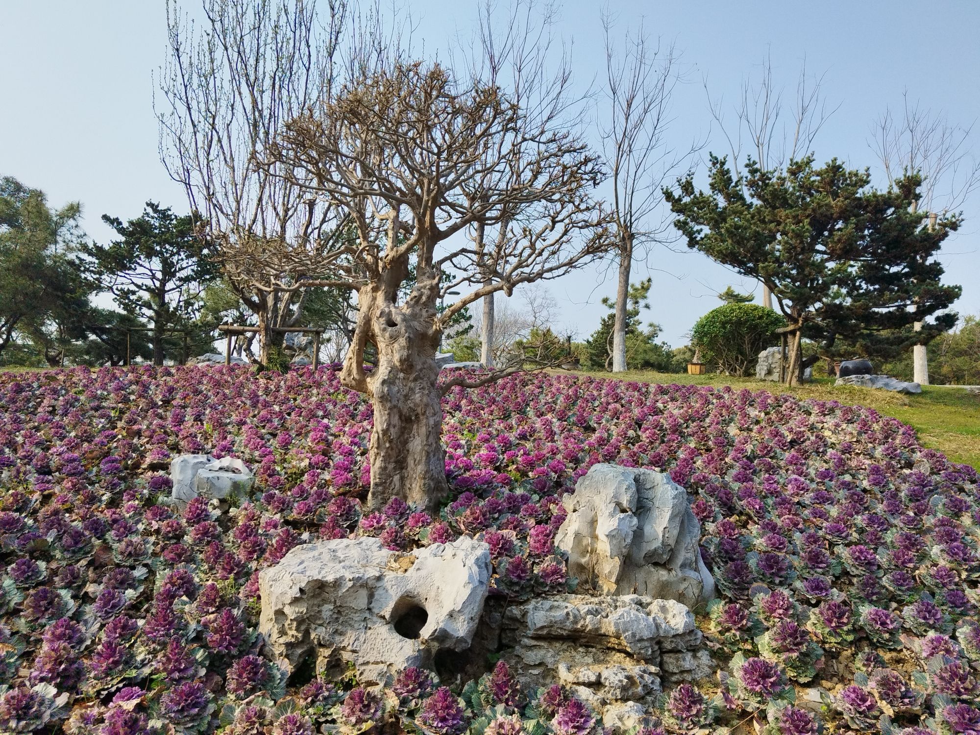 神山公园旅行图片 2