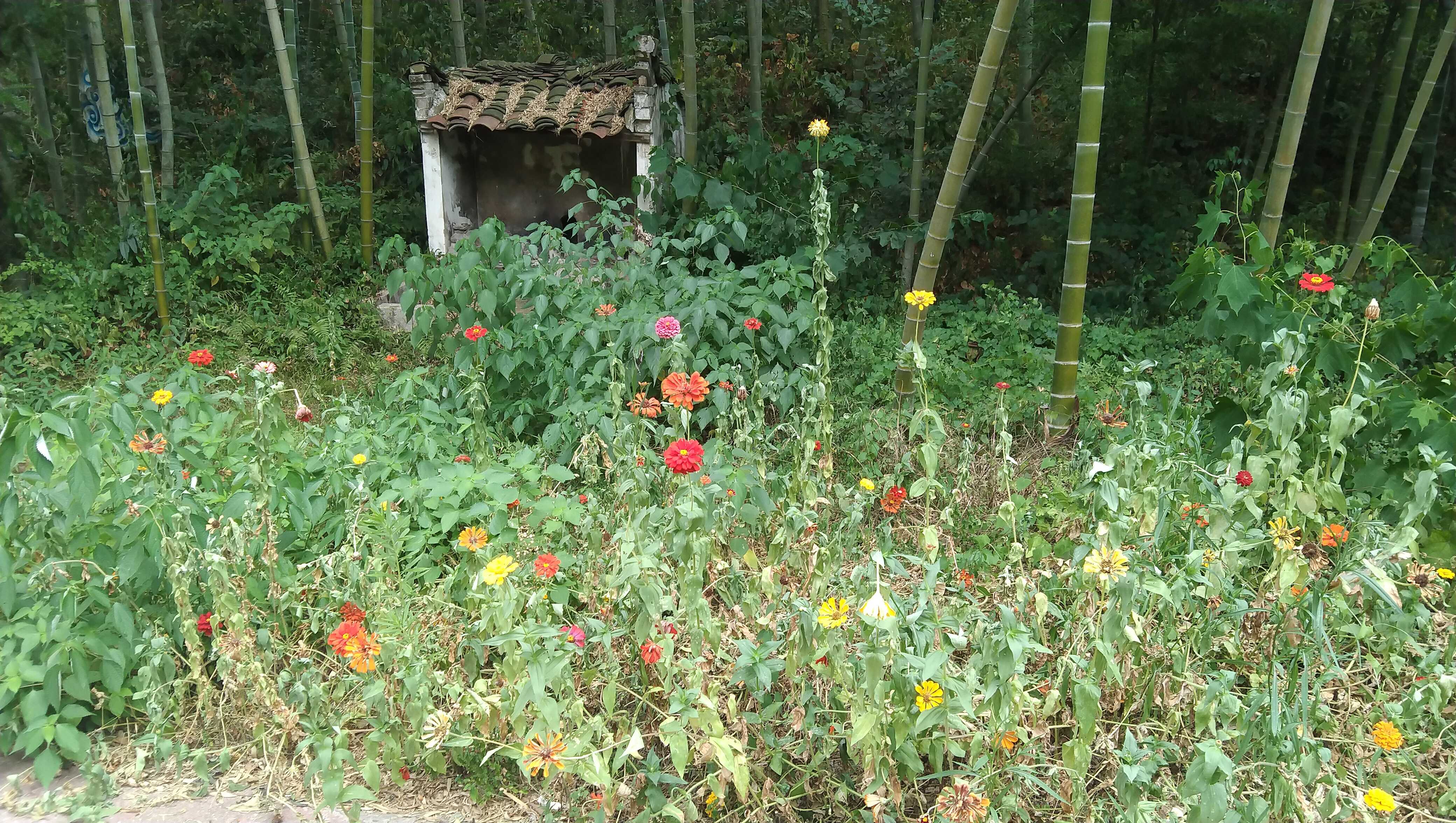 安徽省芜湖市马仁森林公园旅行图片 2