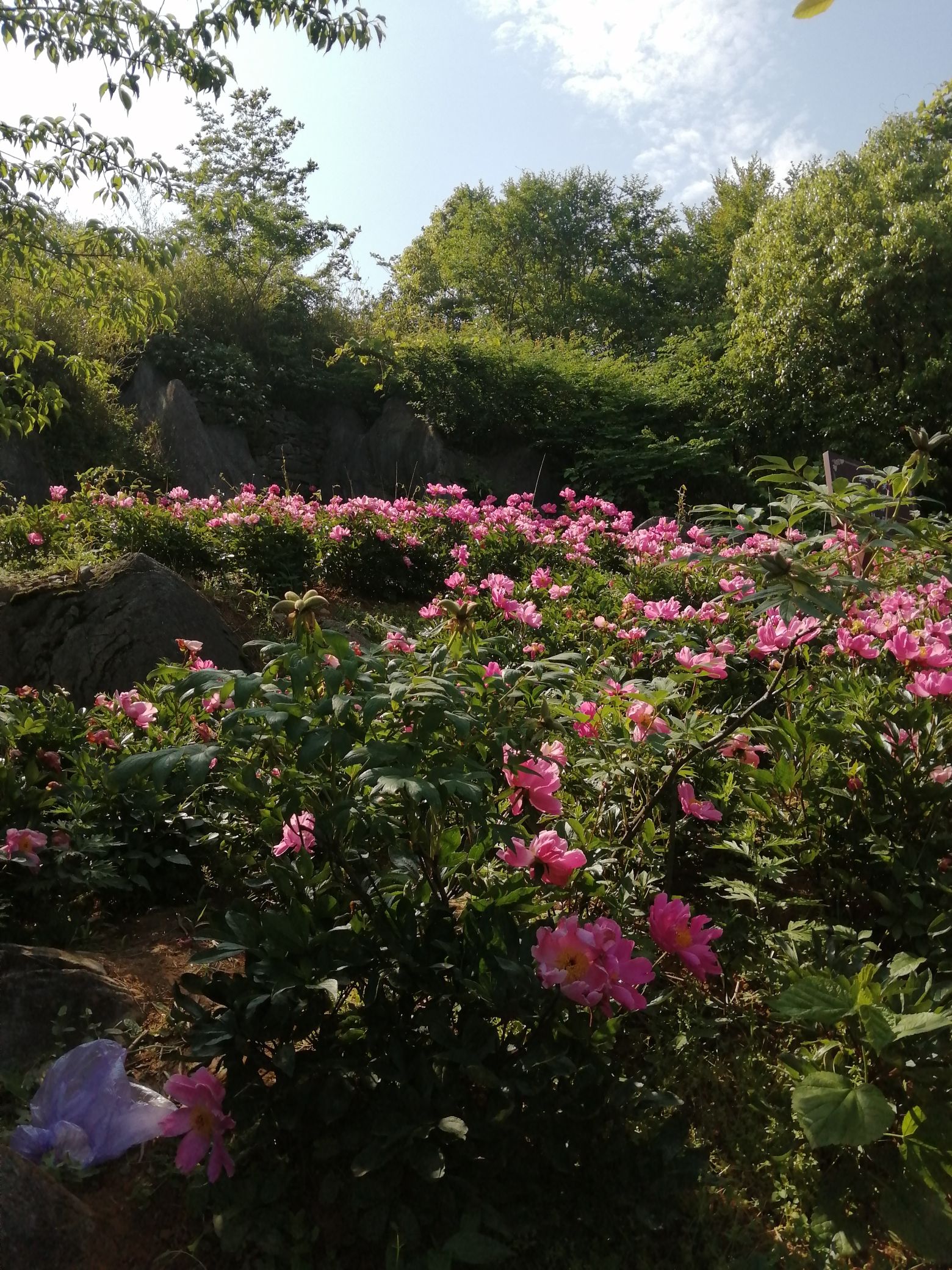 丫山花海石林风景区旅行图片 3