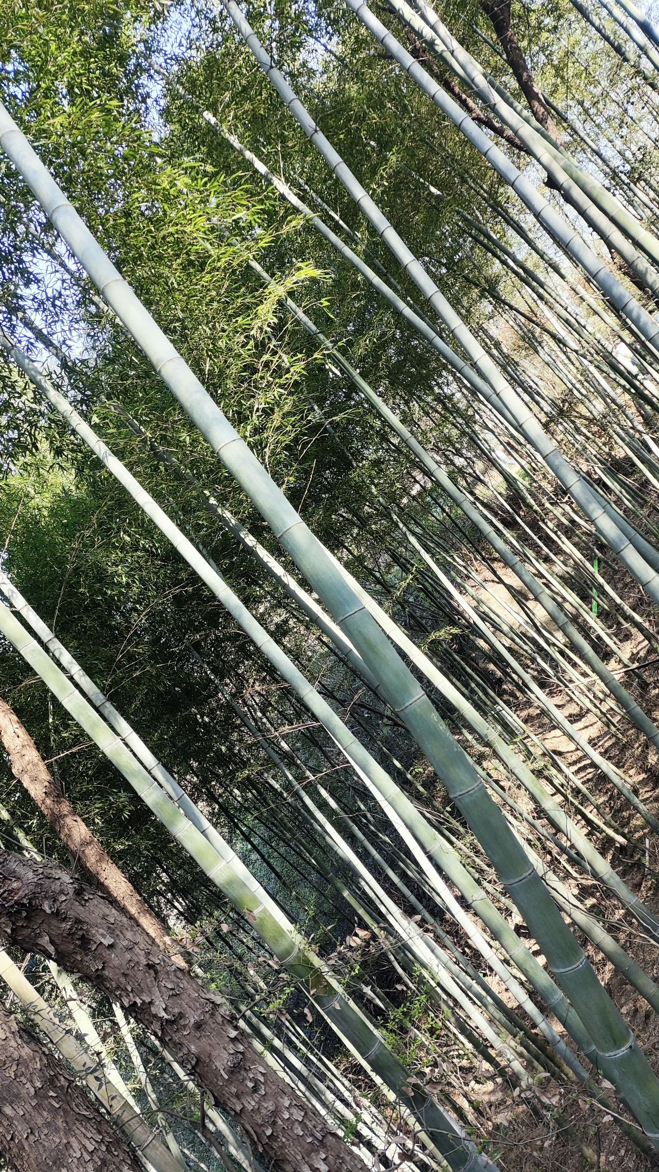 马仁奇峰景区旅行图片 3