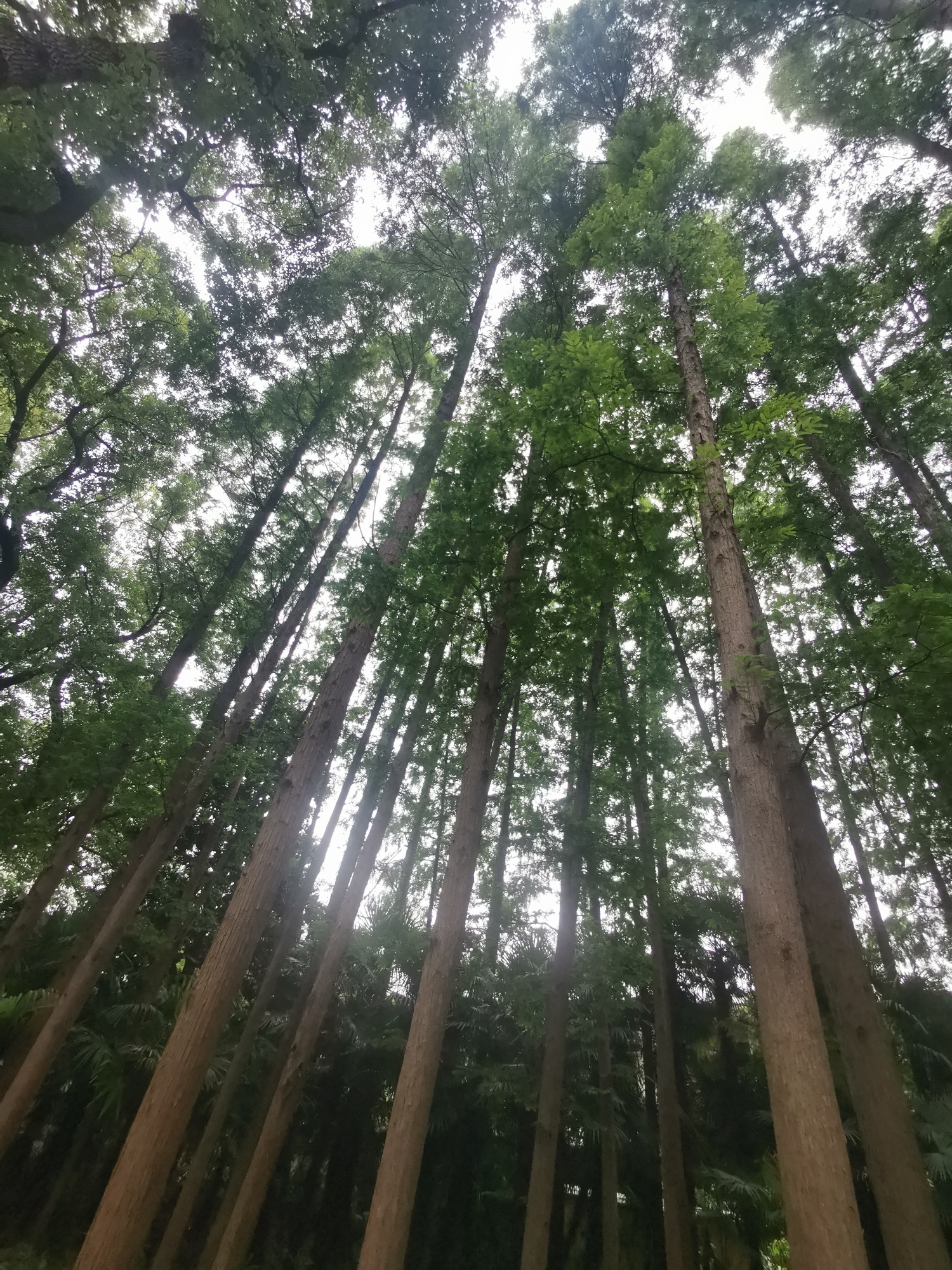 新园公园旅行图片 3