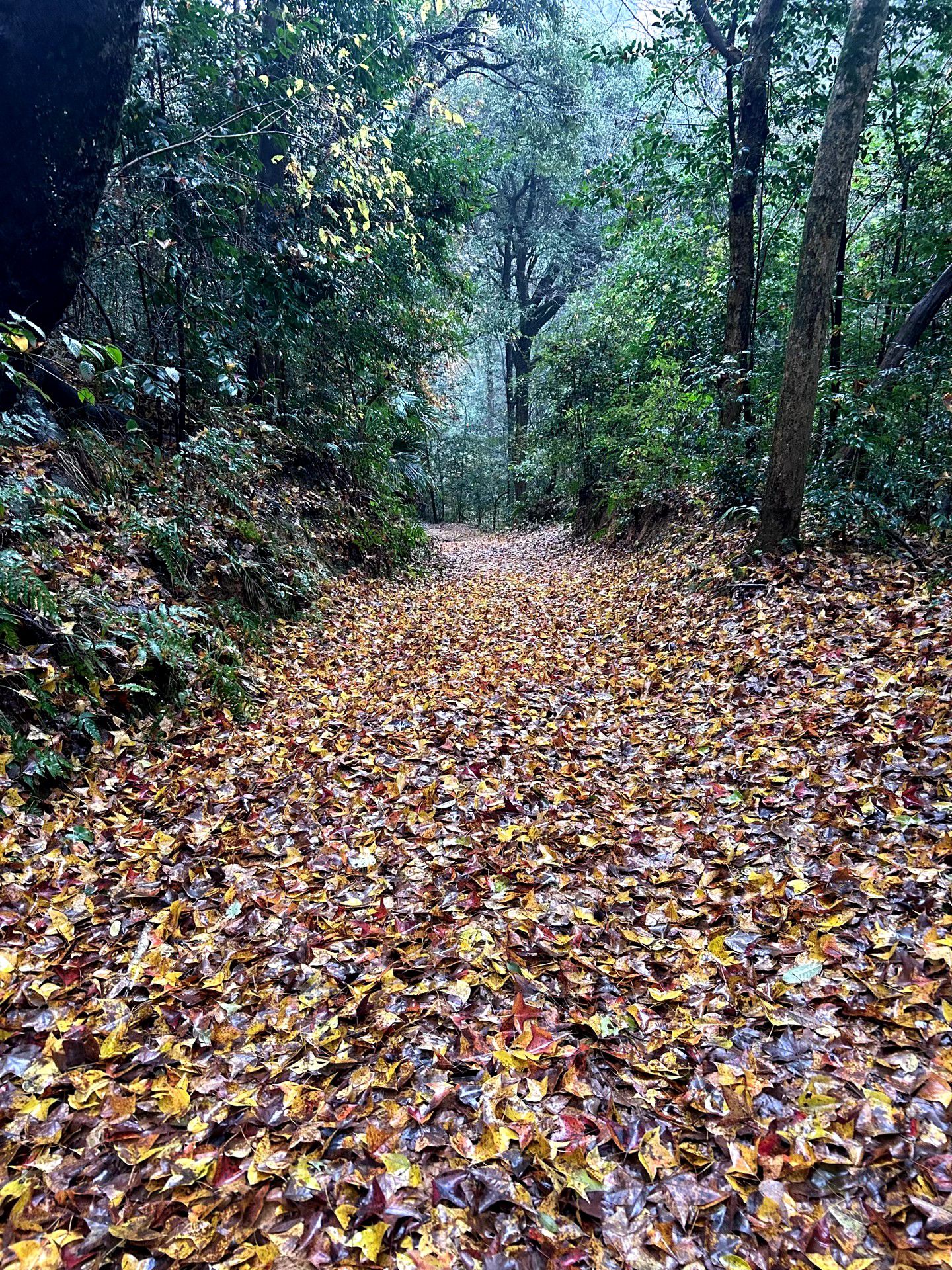 小格里自然风景区旅行图片 1