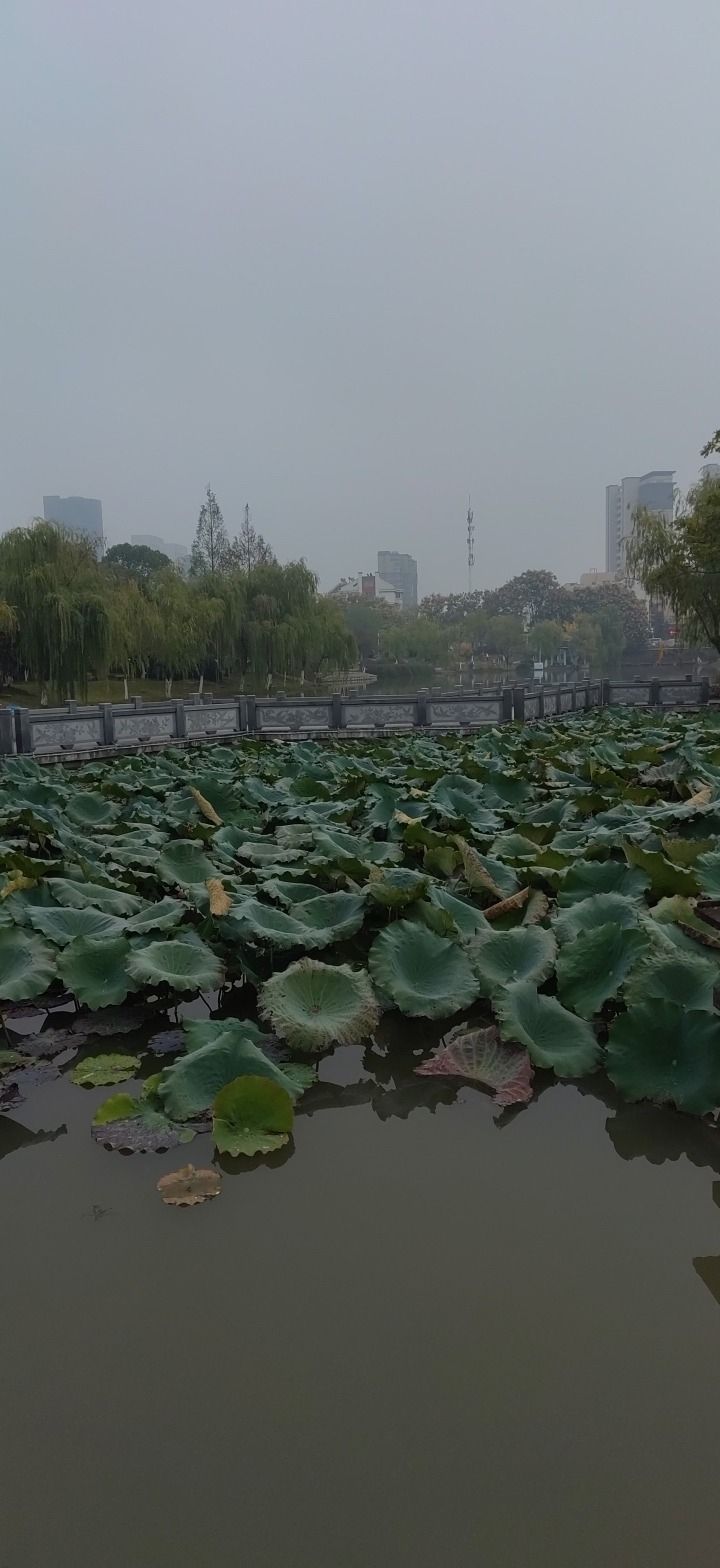 春谷公园旅行图片 1