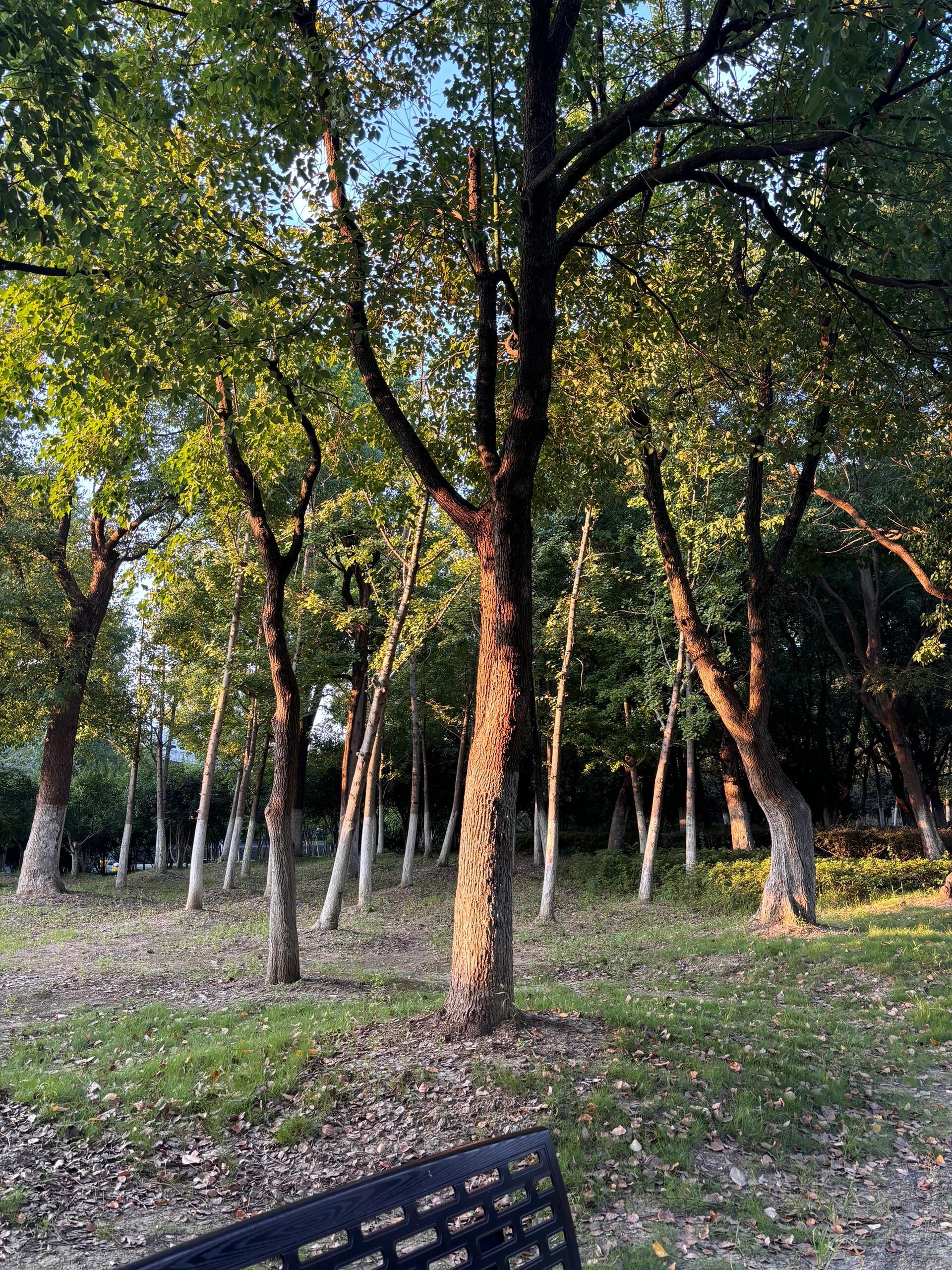 春谷公园旅行图片 1