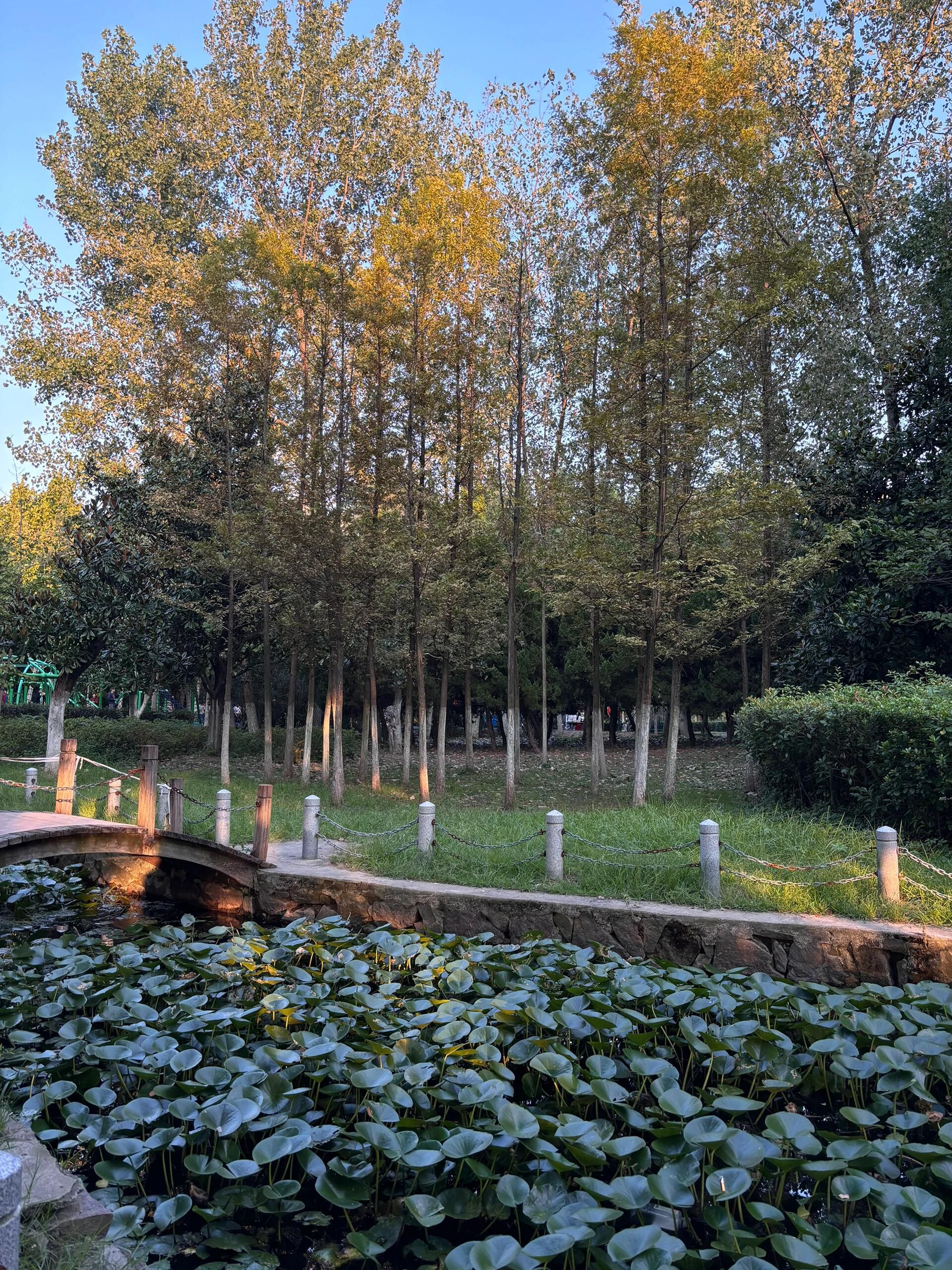 春谷公园旅行图片 2