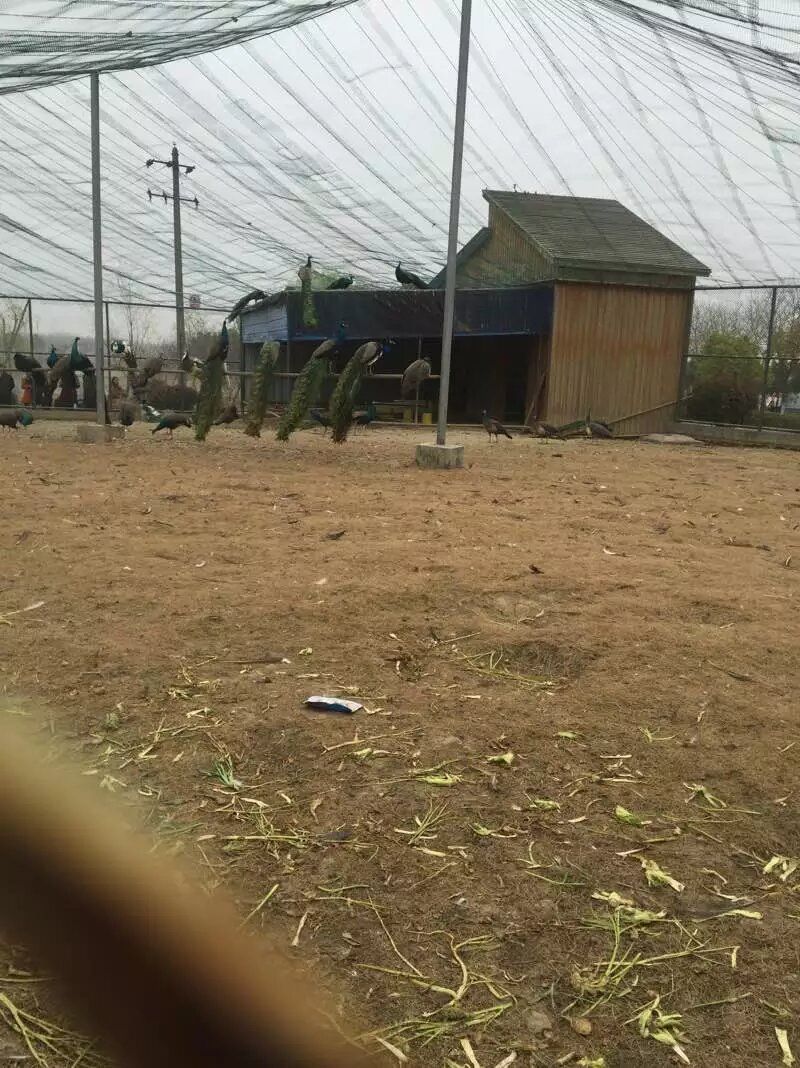 动物观赏园旅行图片 3