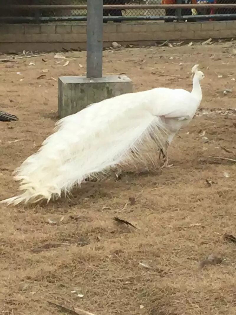 动物观赏园旅行图片 2