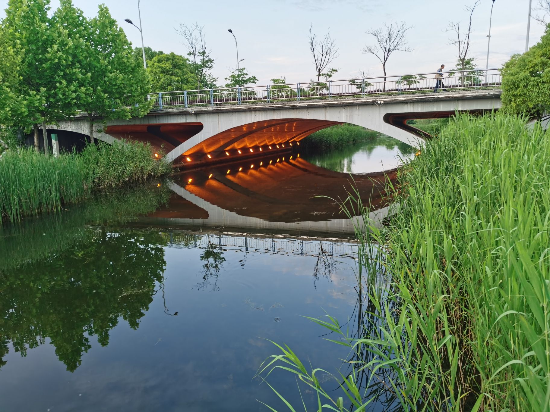 中江公园-水生植物园