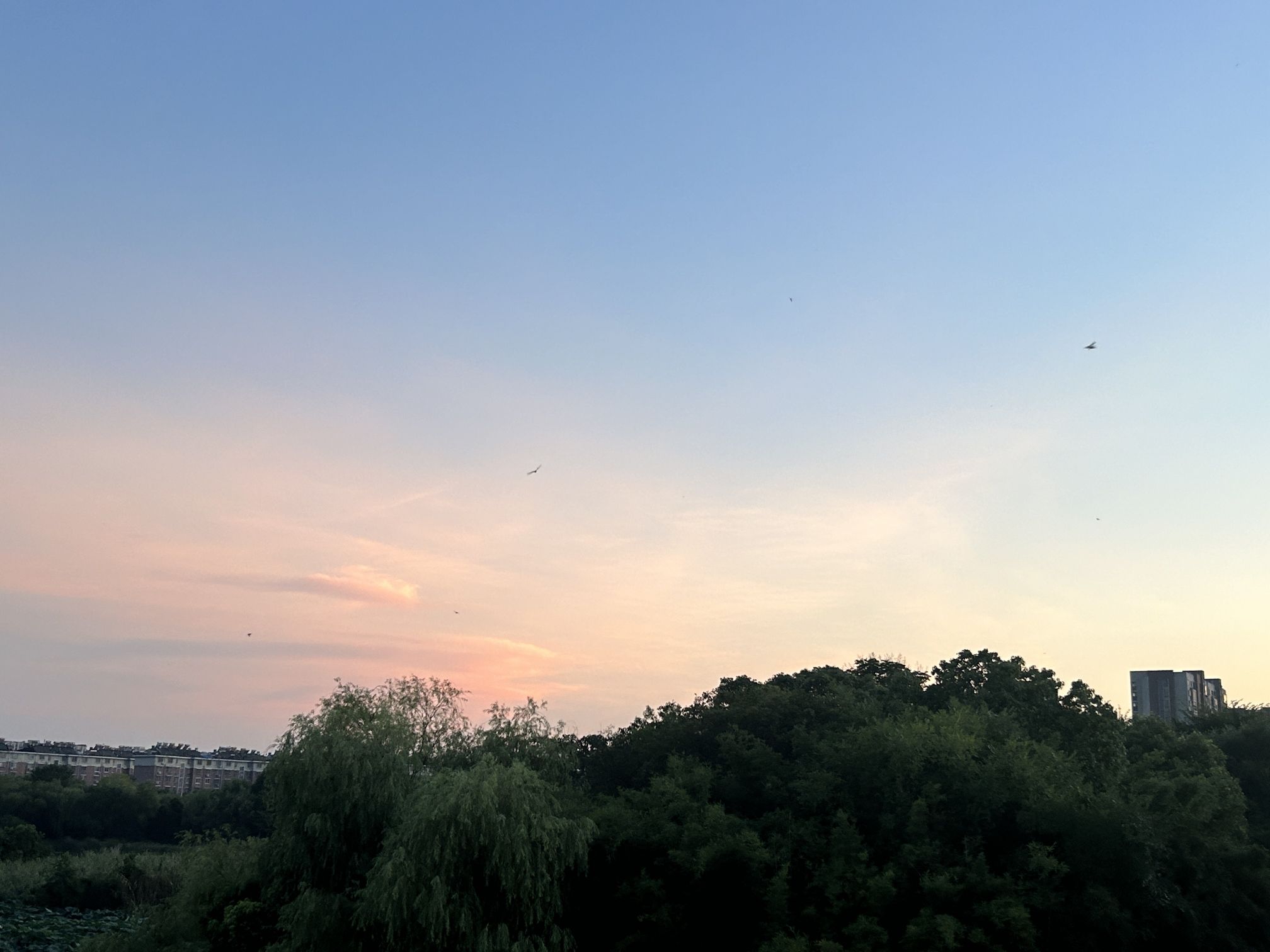 大阳垾湿地公园旅行图片 1