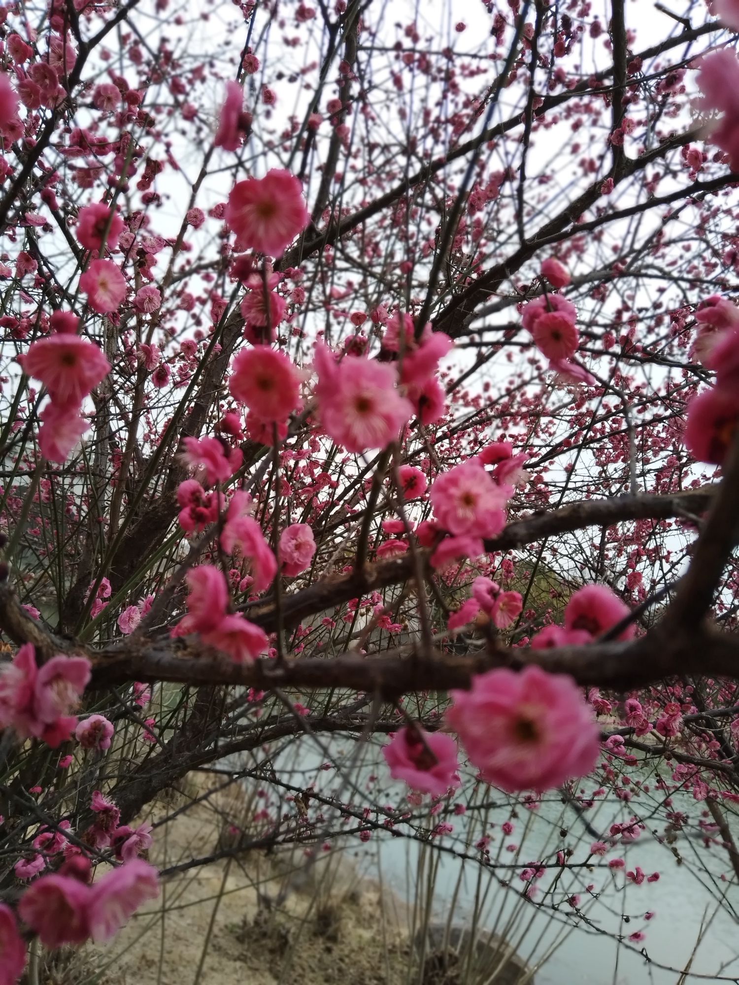 大阳垾湿地公园旅行图片 3