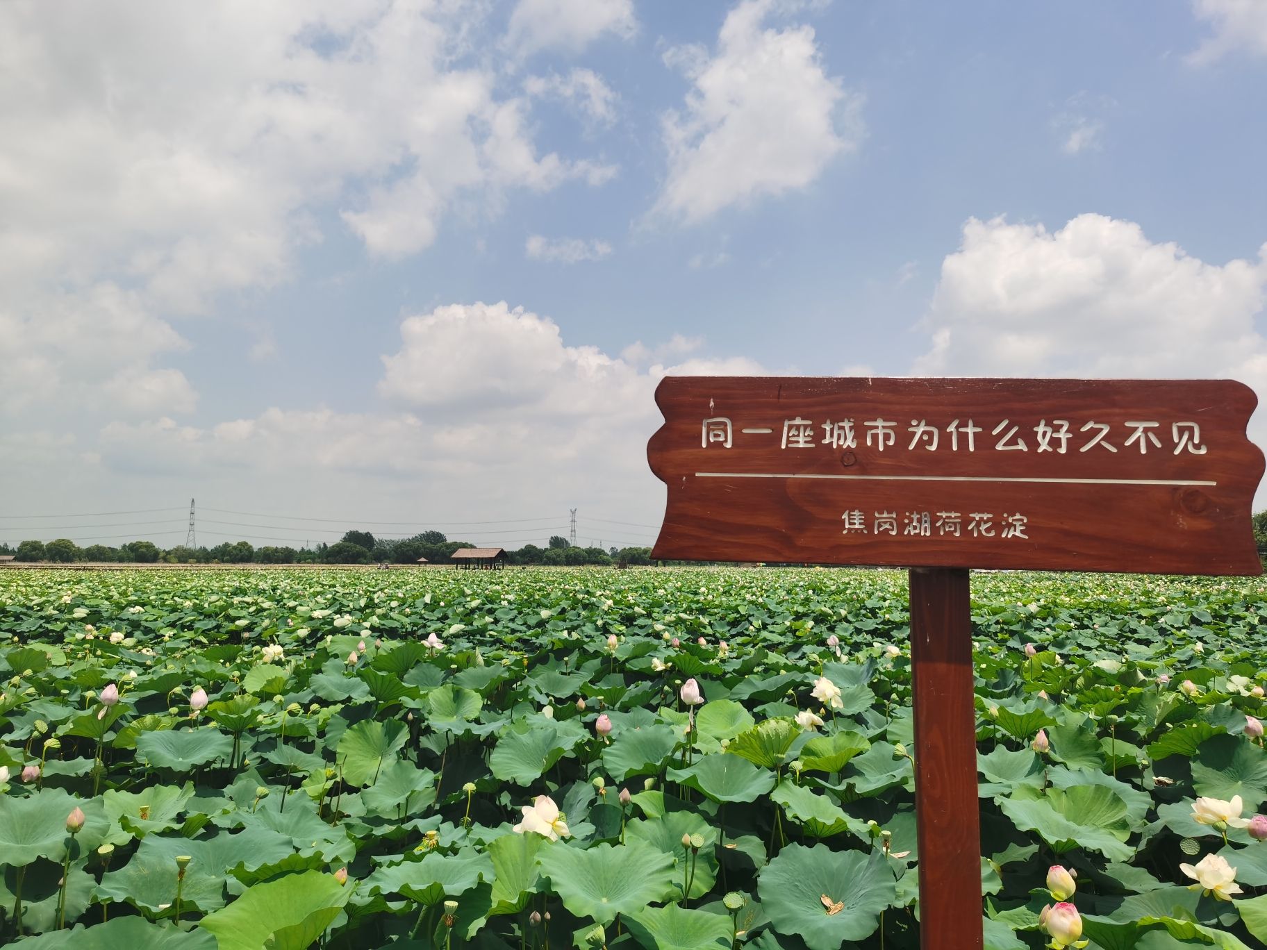 焦岗湖景区旅行图片 2