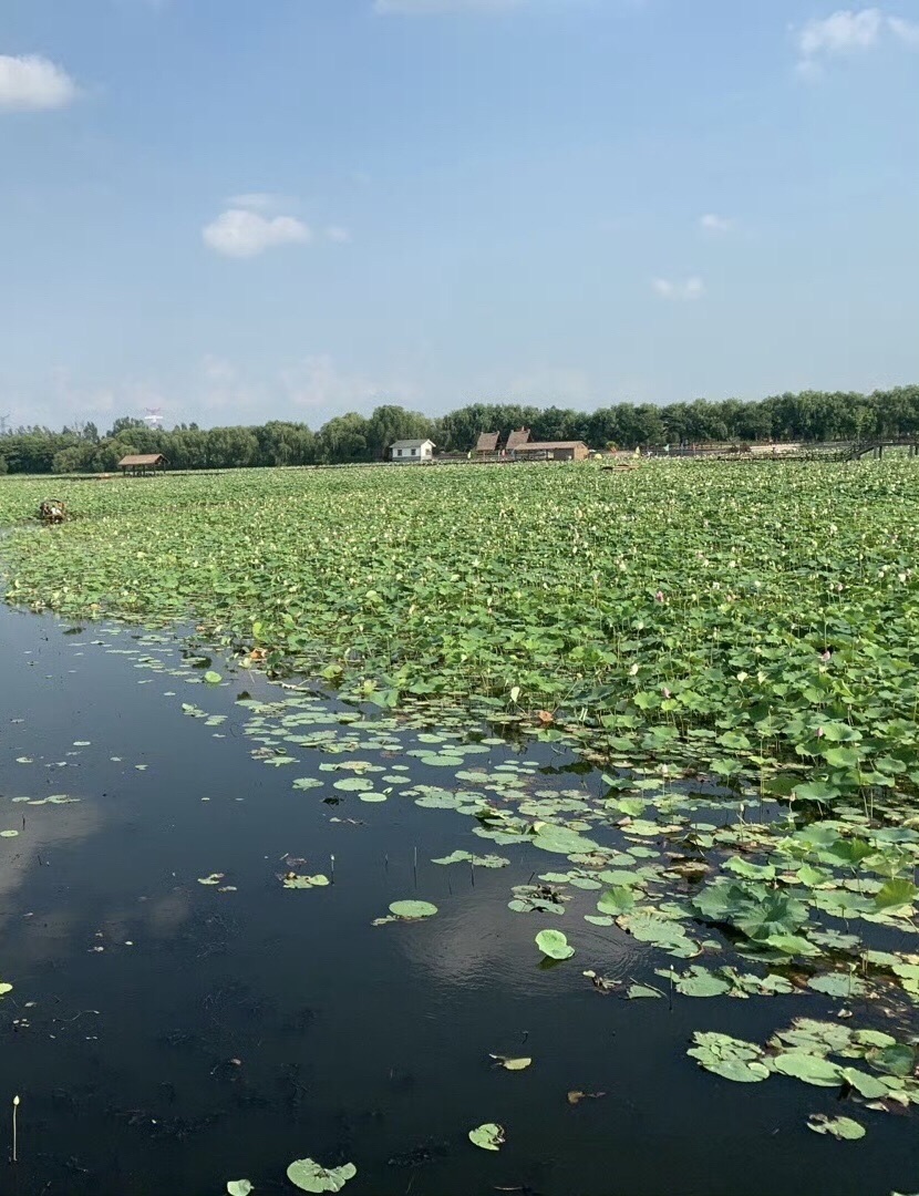 焦岗湖景区旅行图片 1