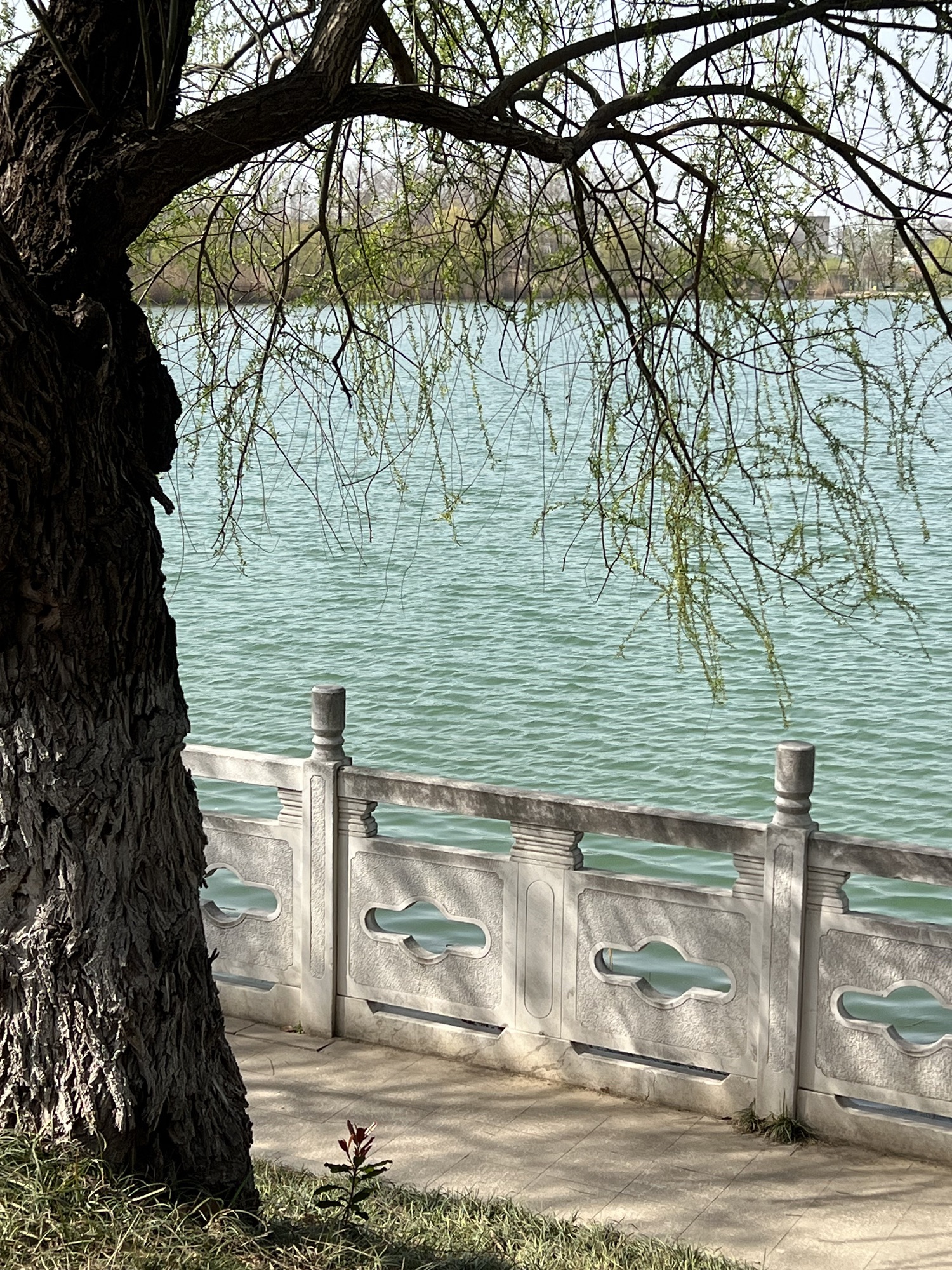 龙湖公园旅行图片 1
