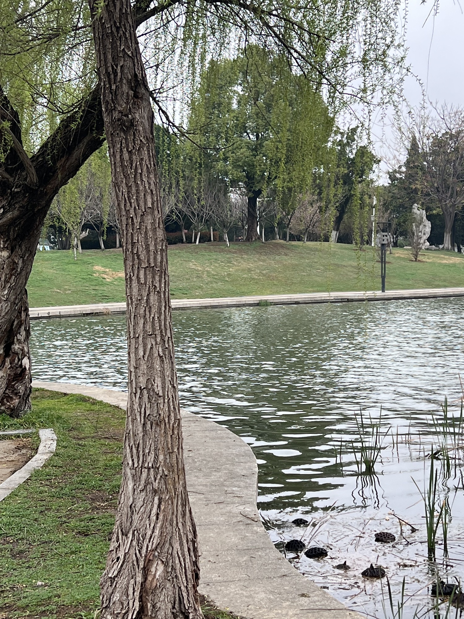 龙湖公园旅行图片 1