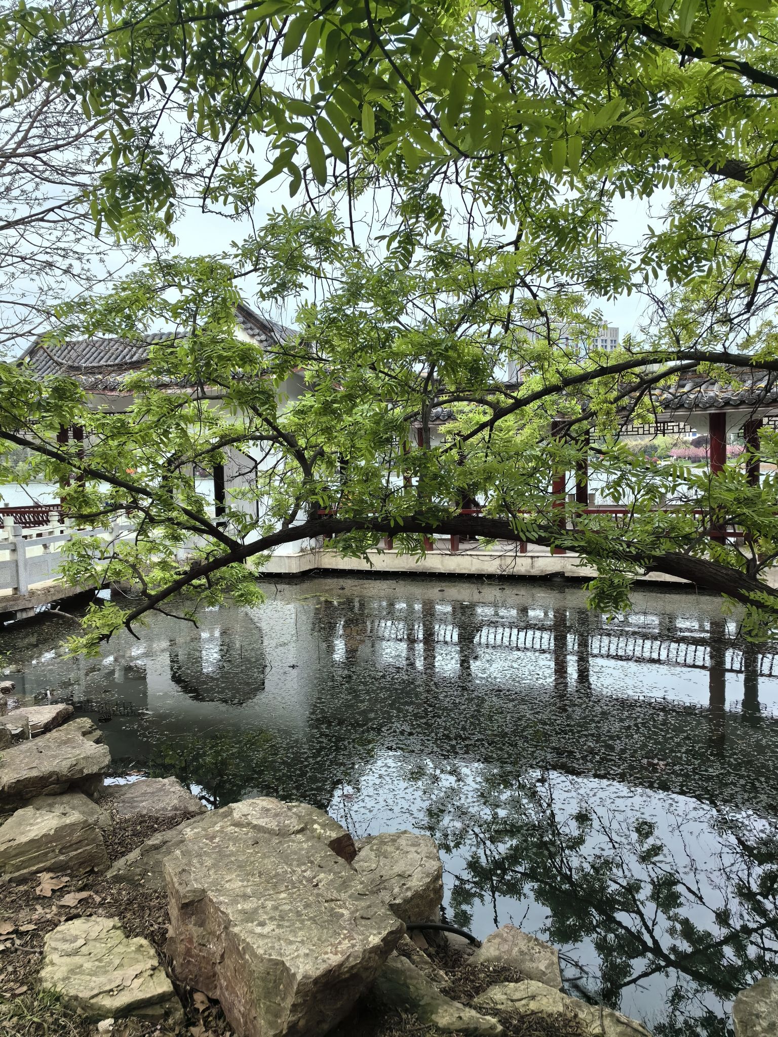 龙湖公园旅行图片 1