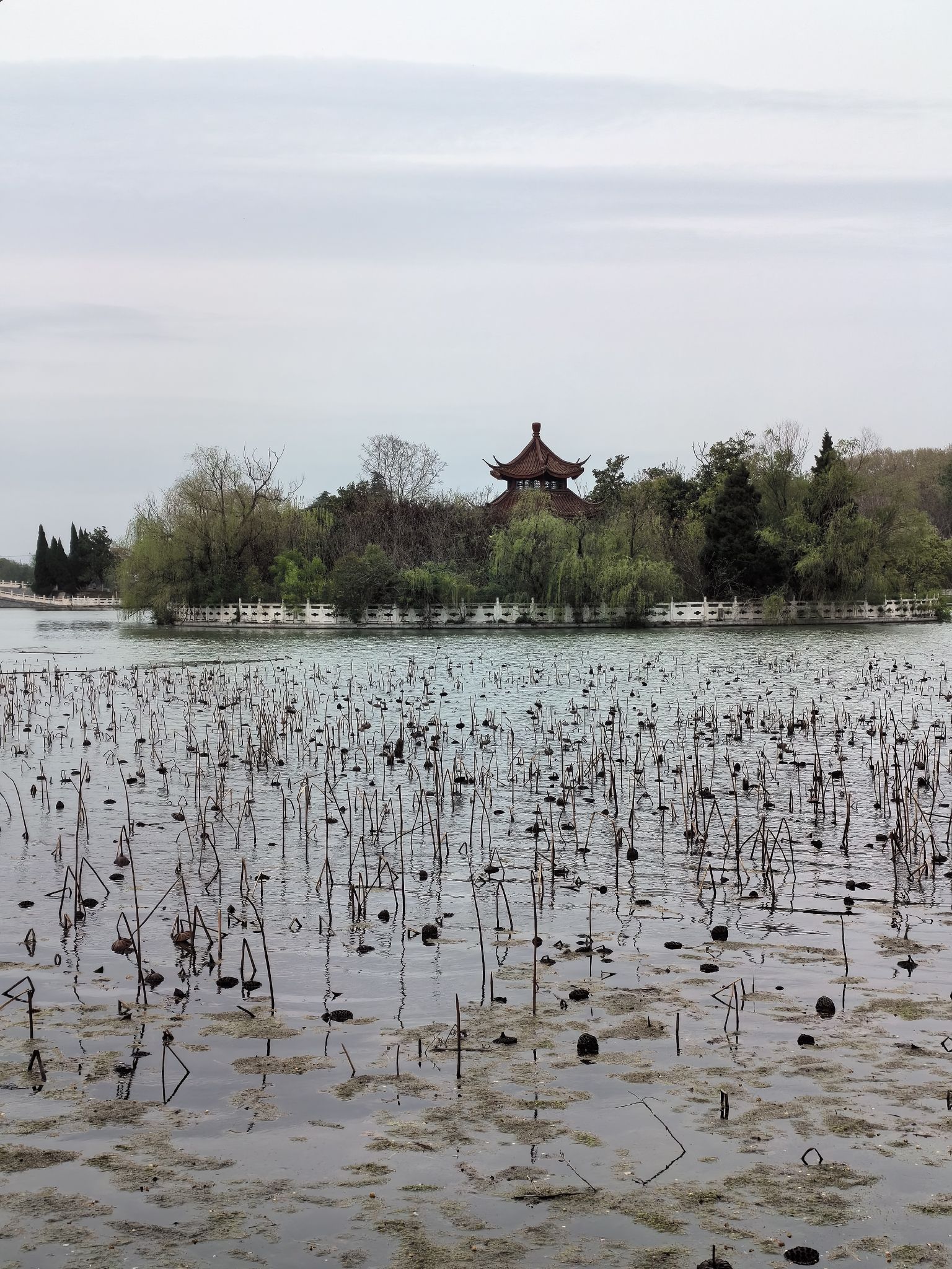 龙湖公园旅行图片 3