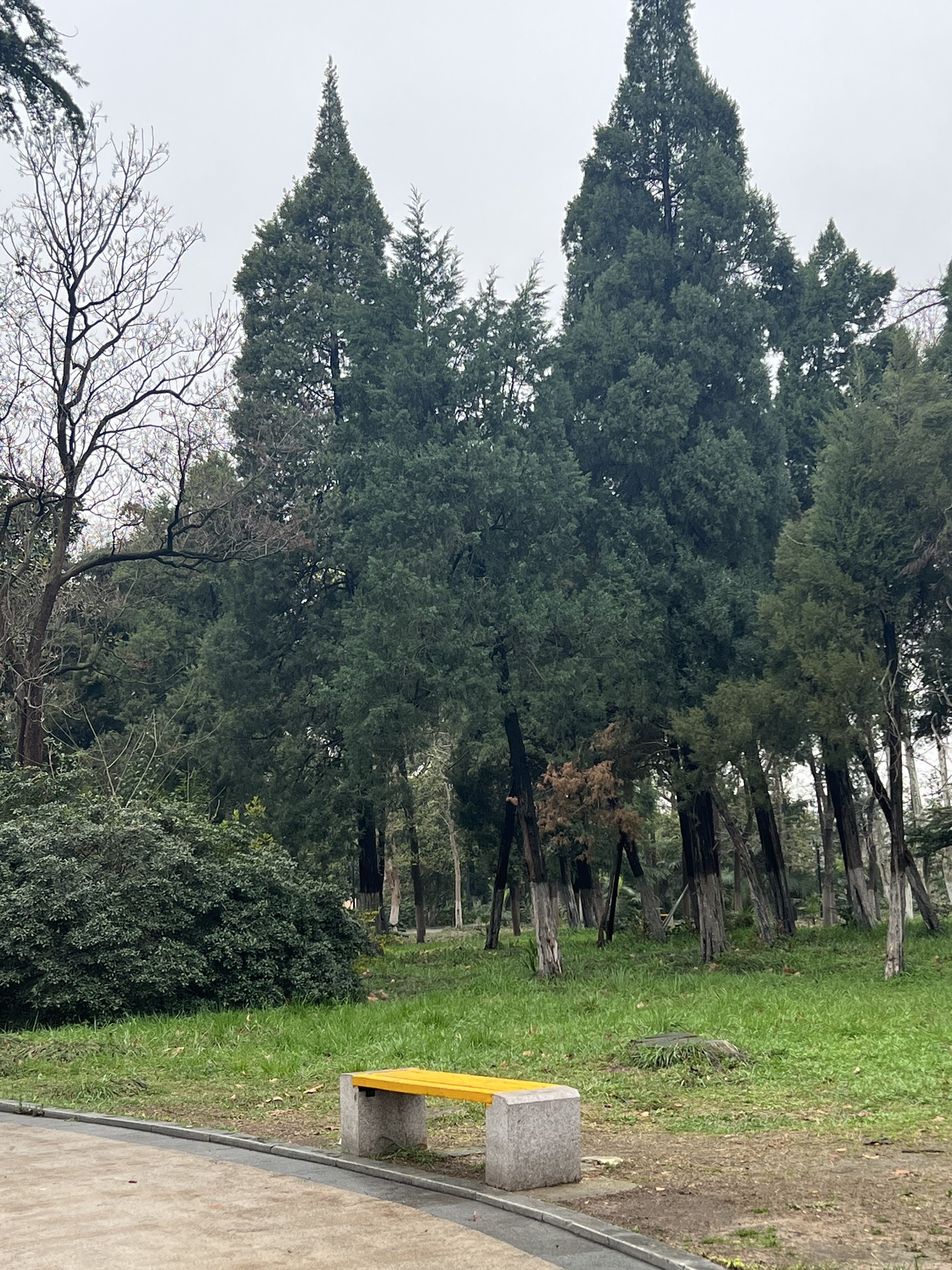 龙湖公园旅行图片 3