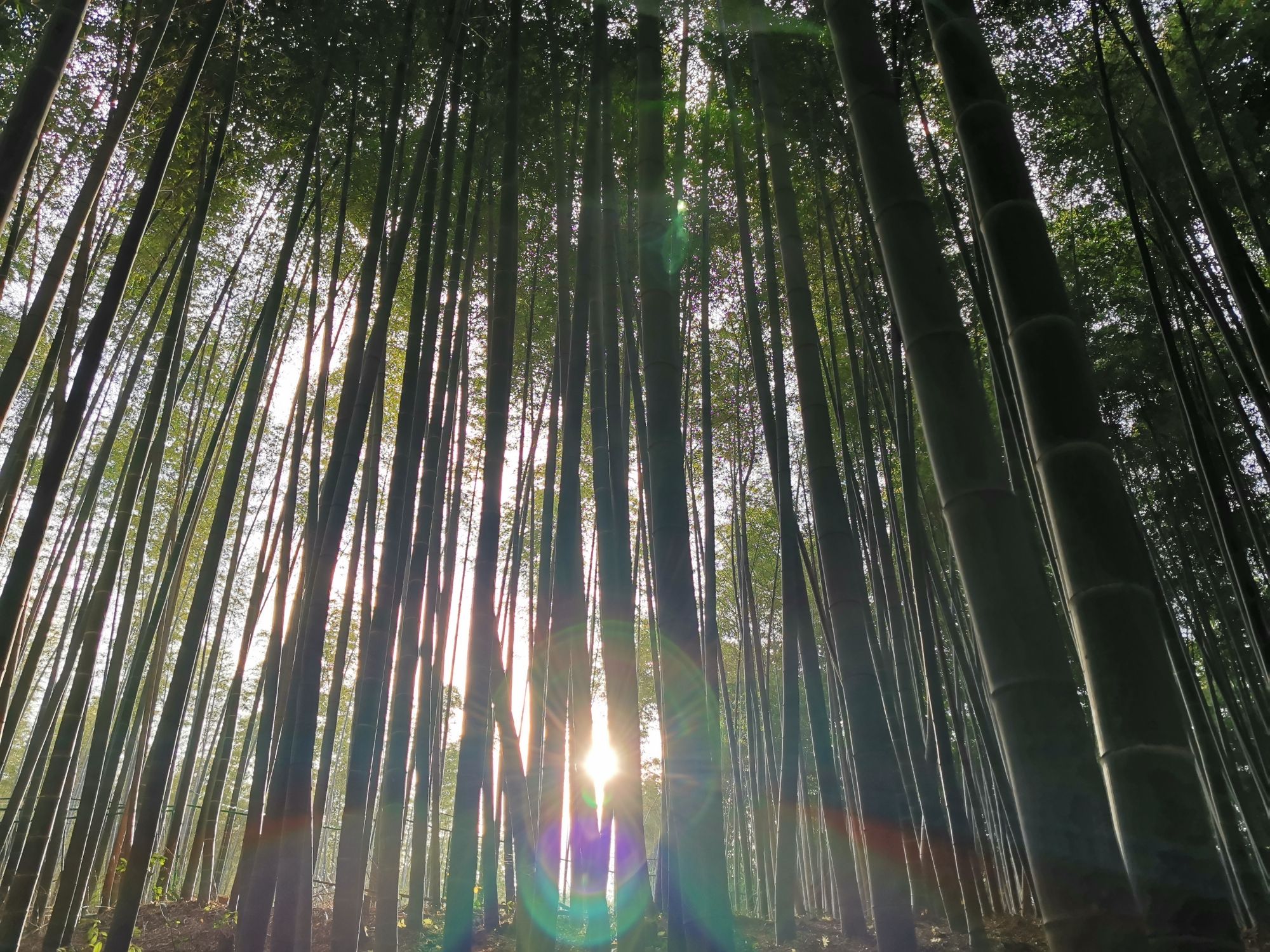 石塘竹海景区旅行图片 2