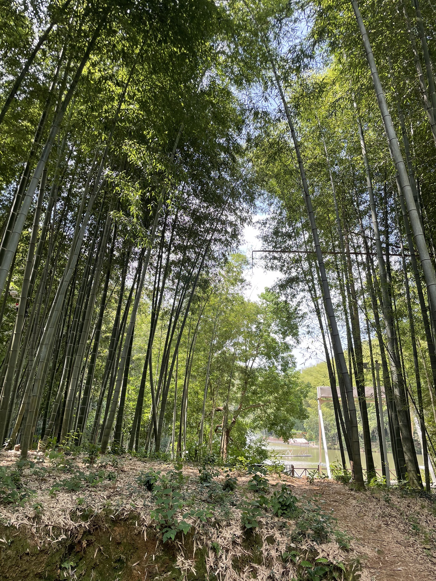 石塘竹海景区旅行图片 3