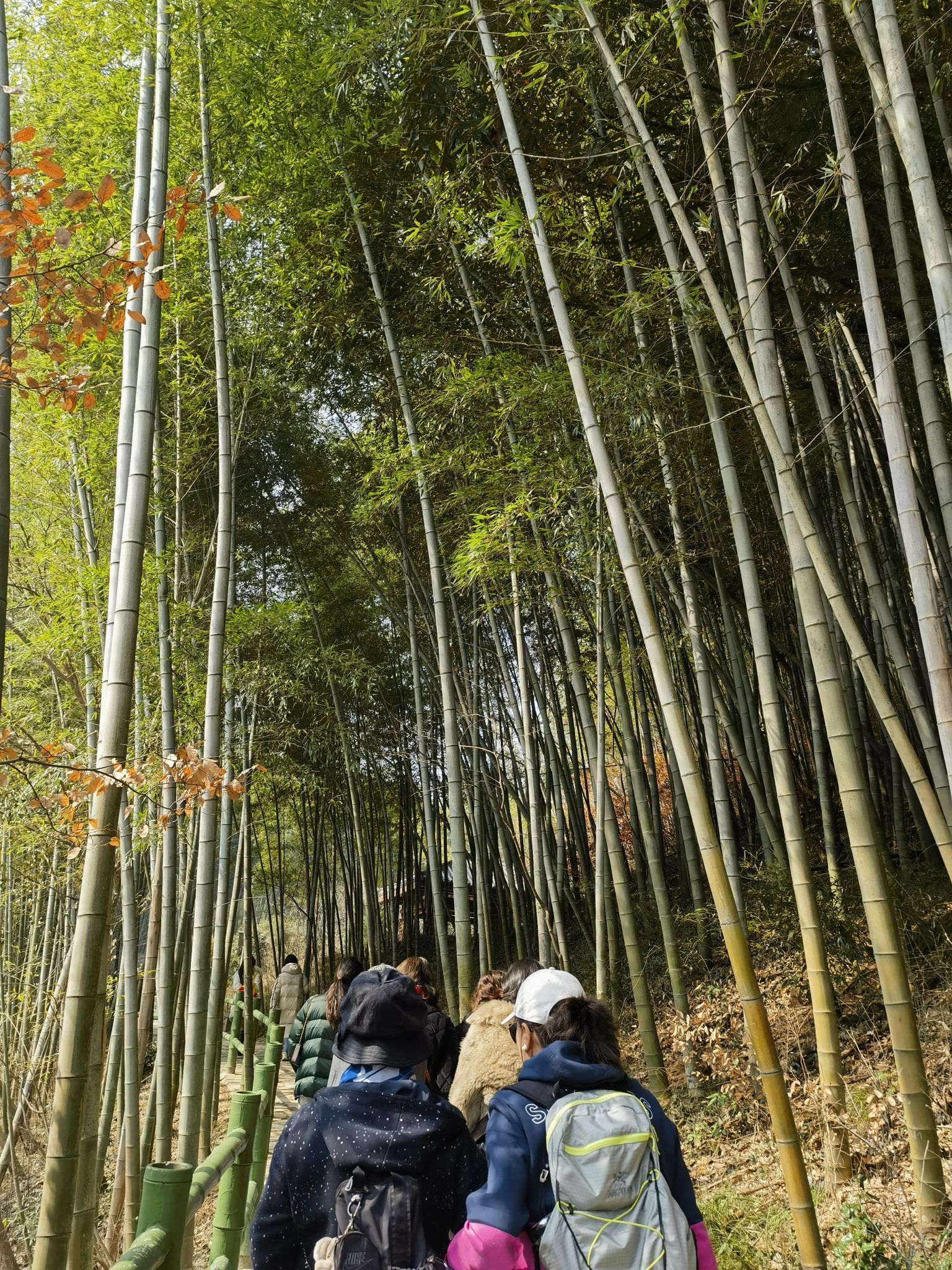 石塘竹海景区旅行图片 3