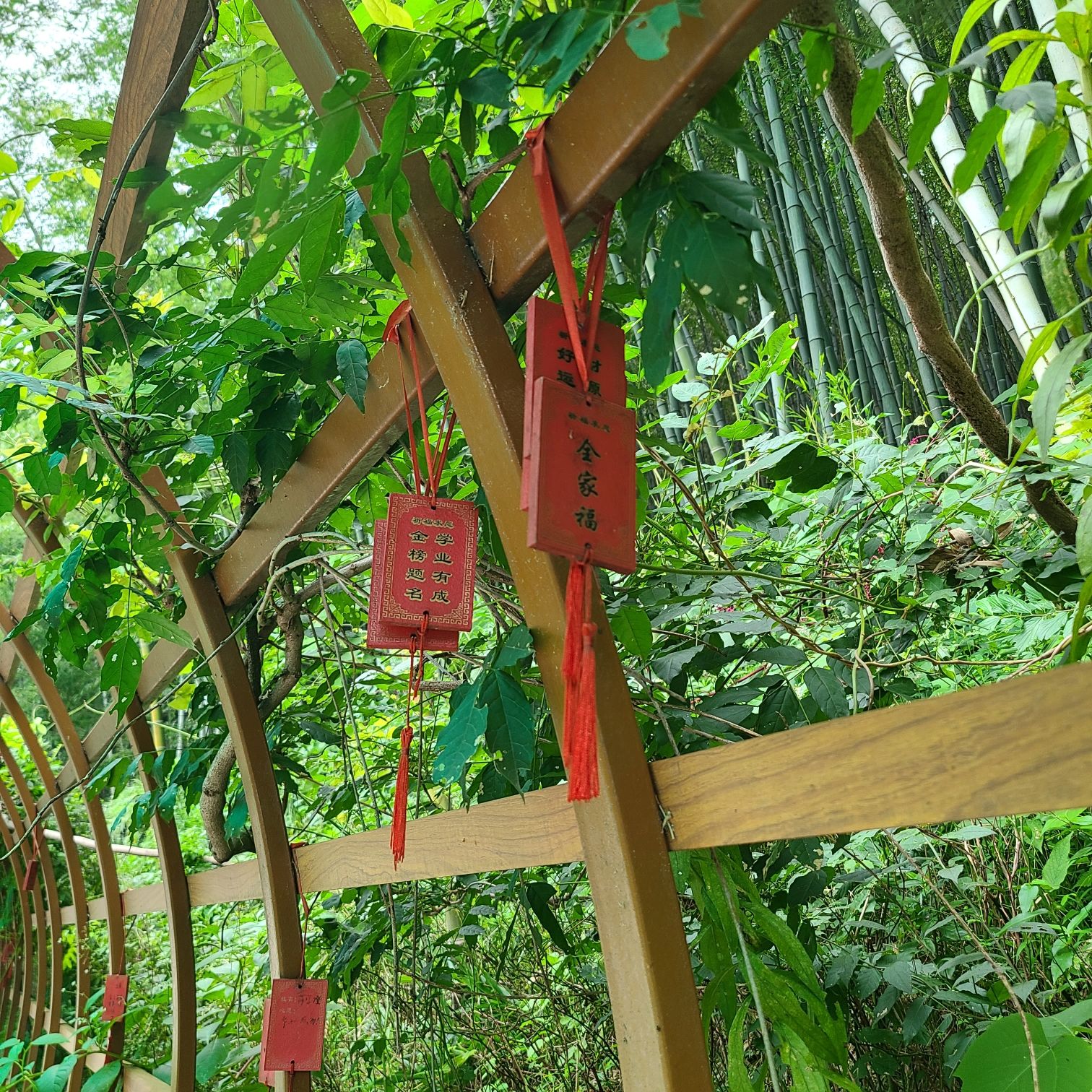 石塘竹海景区旅行图片 3