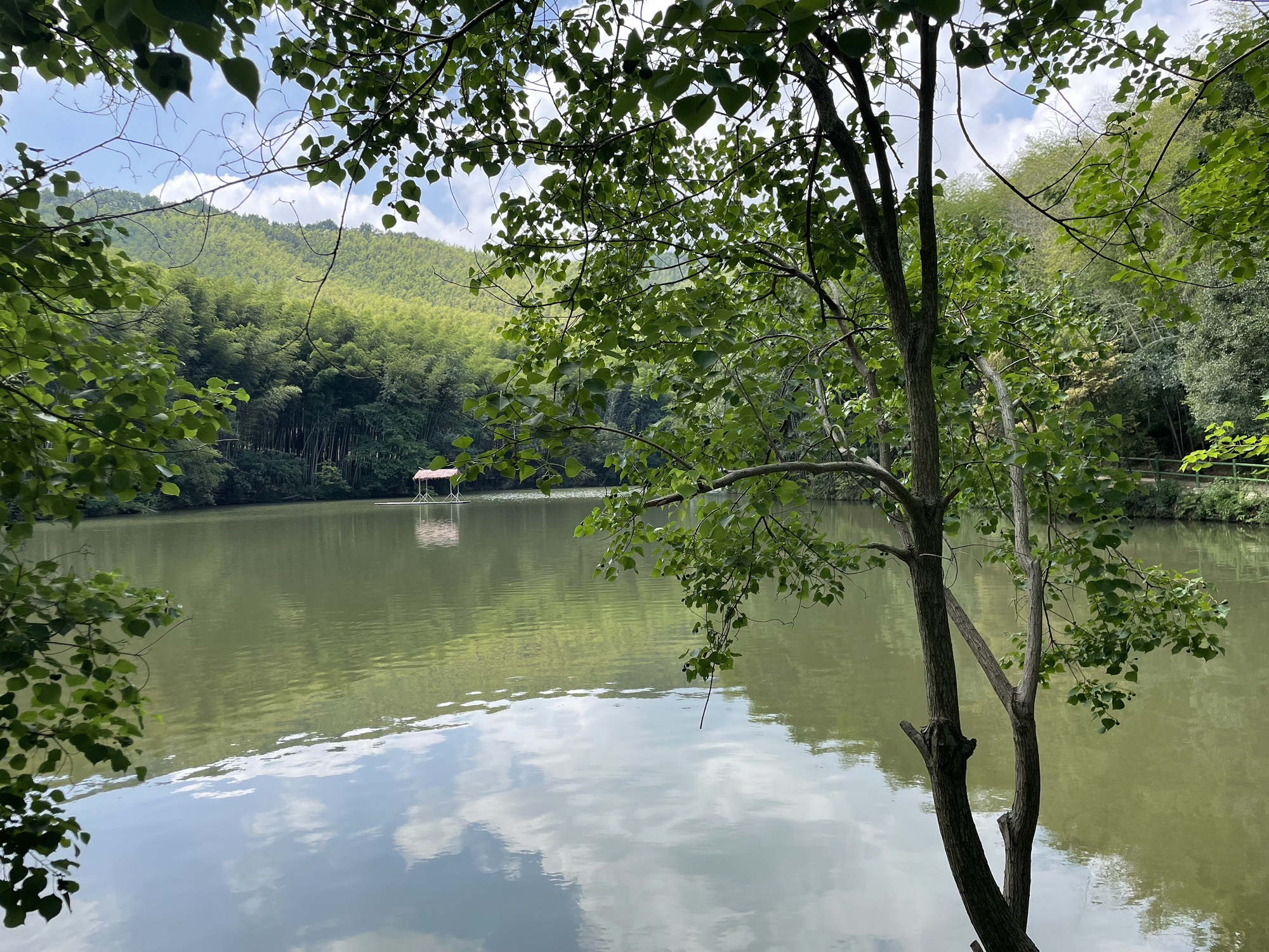 石塘竹海景区旅行图片 1