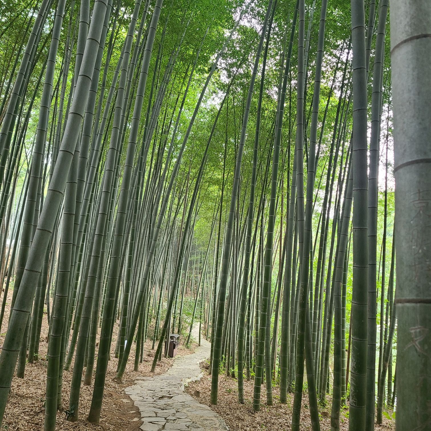 石塘竹海景区旅行图片 2