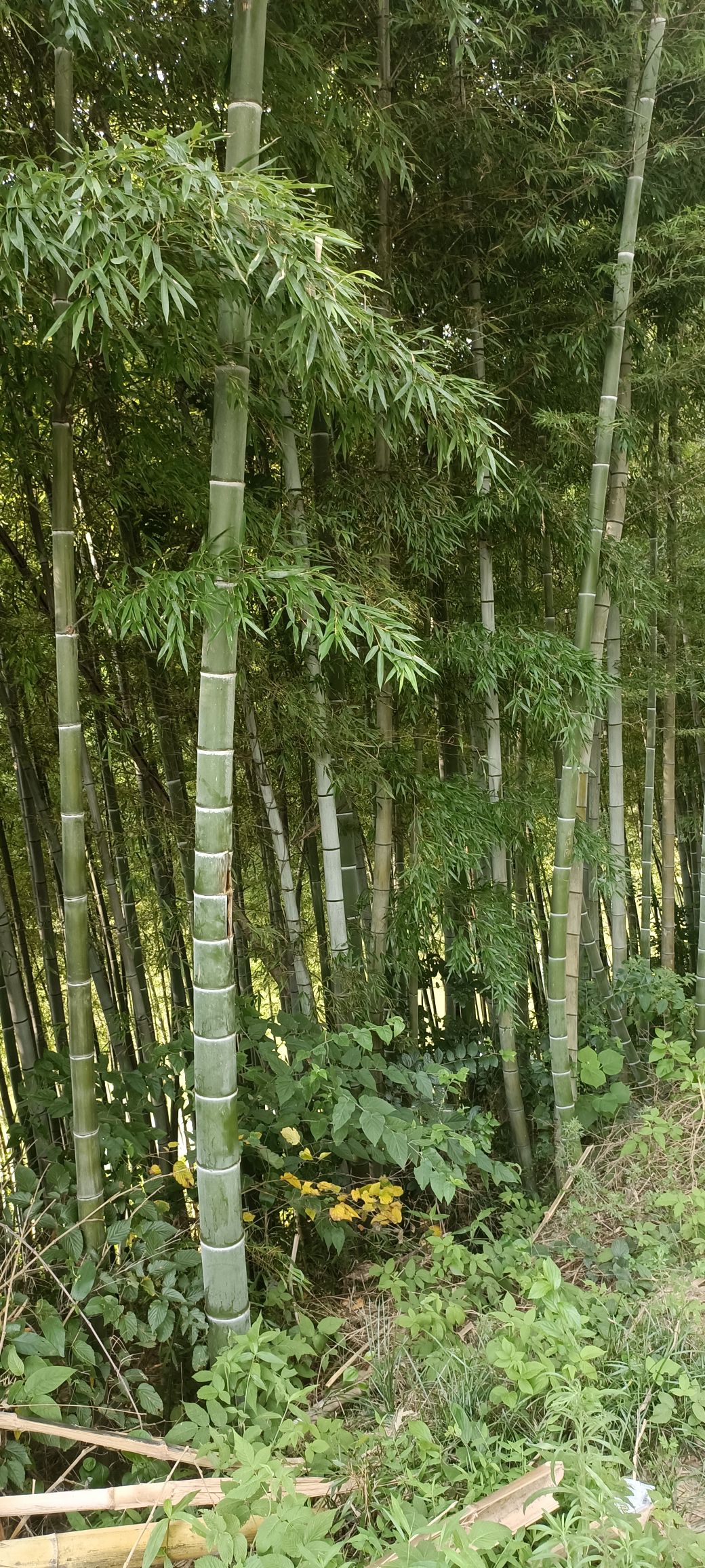 濮塘怪坡旅行图片 3