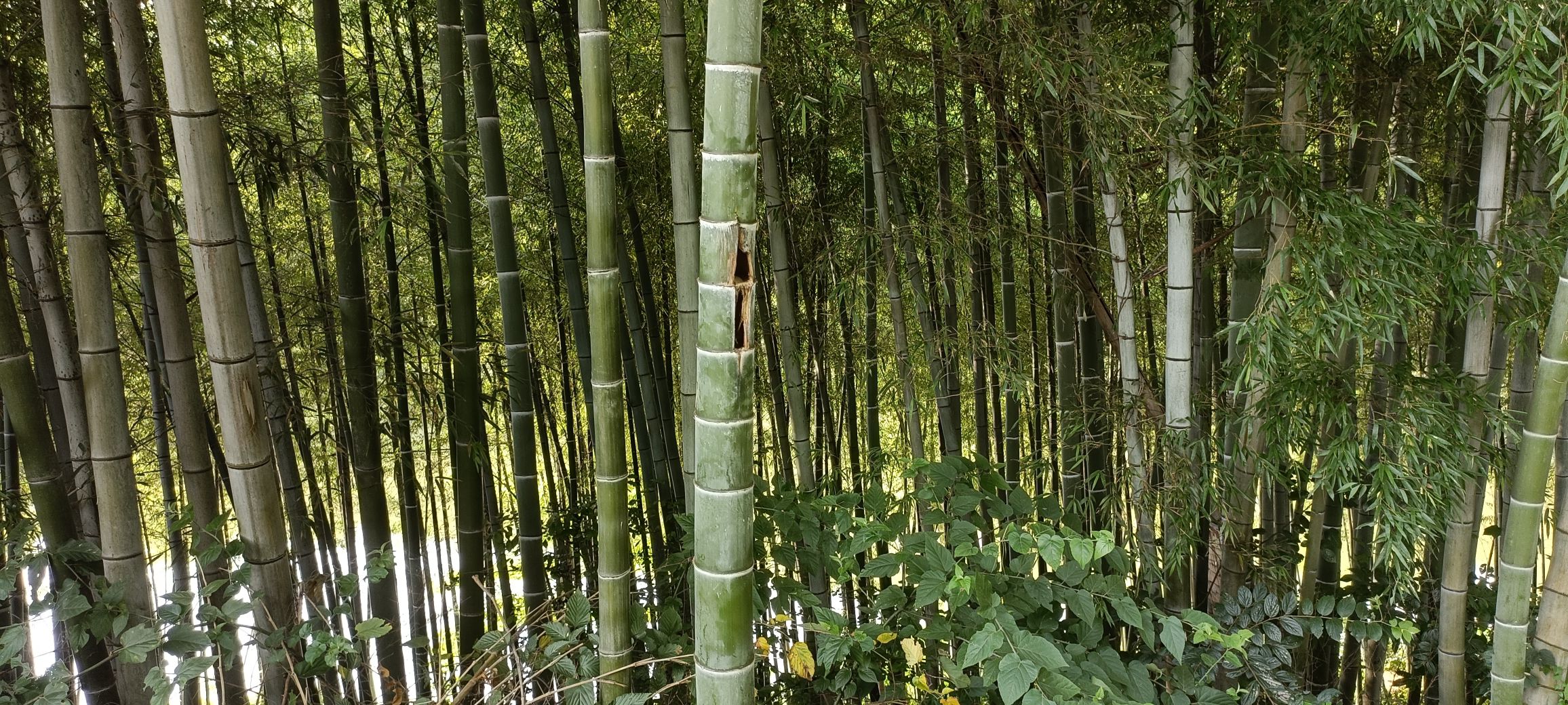 濮塘怪坡旅行图片 2