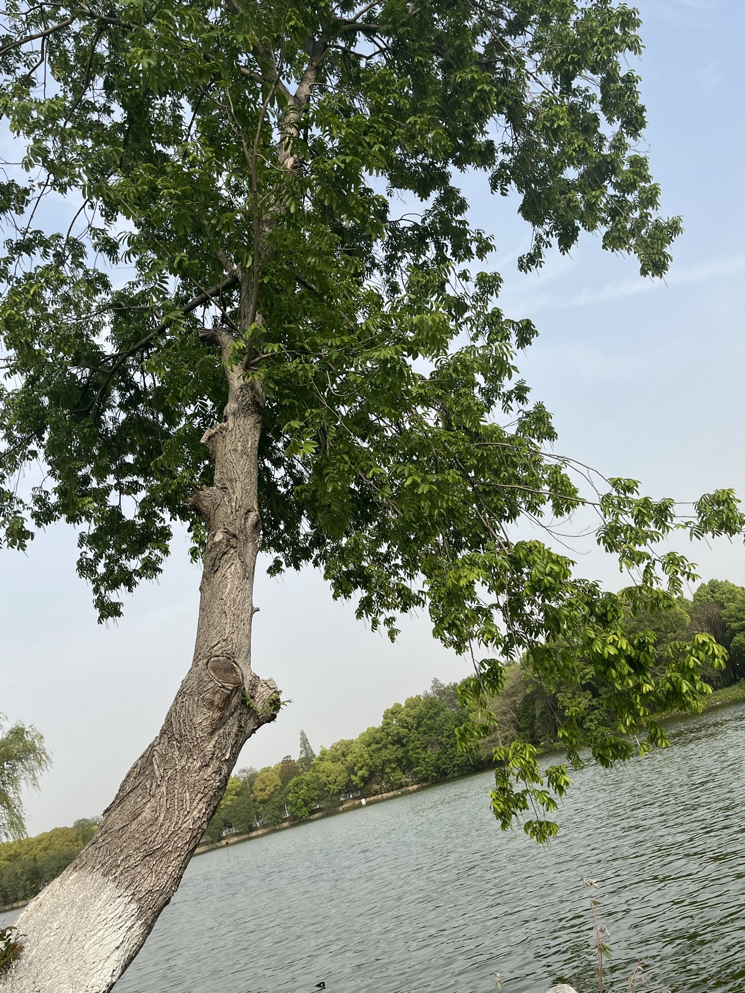 菱湖公园旅行图片 2