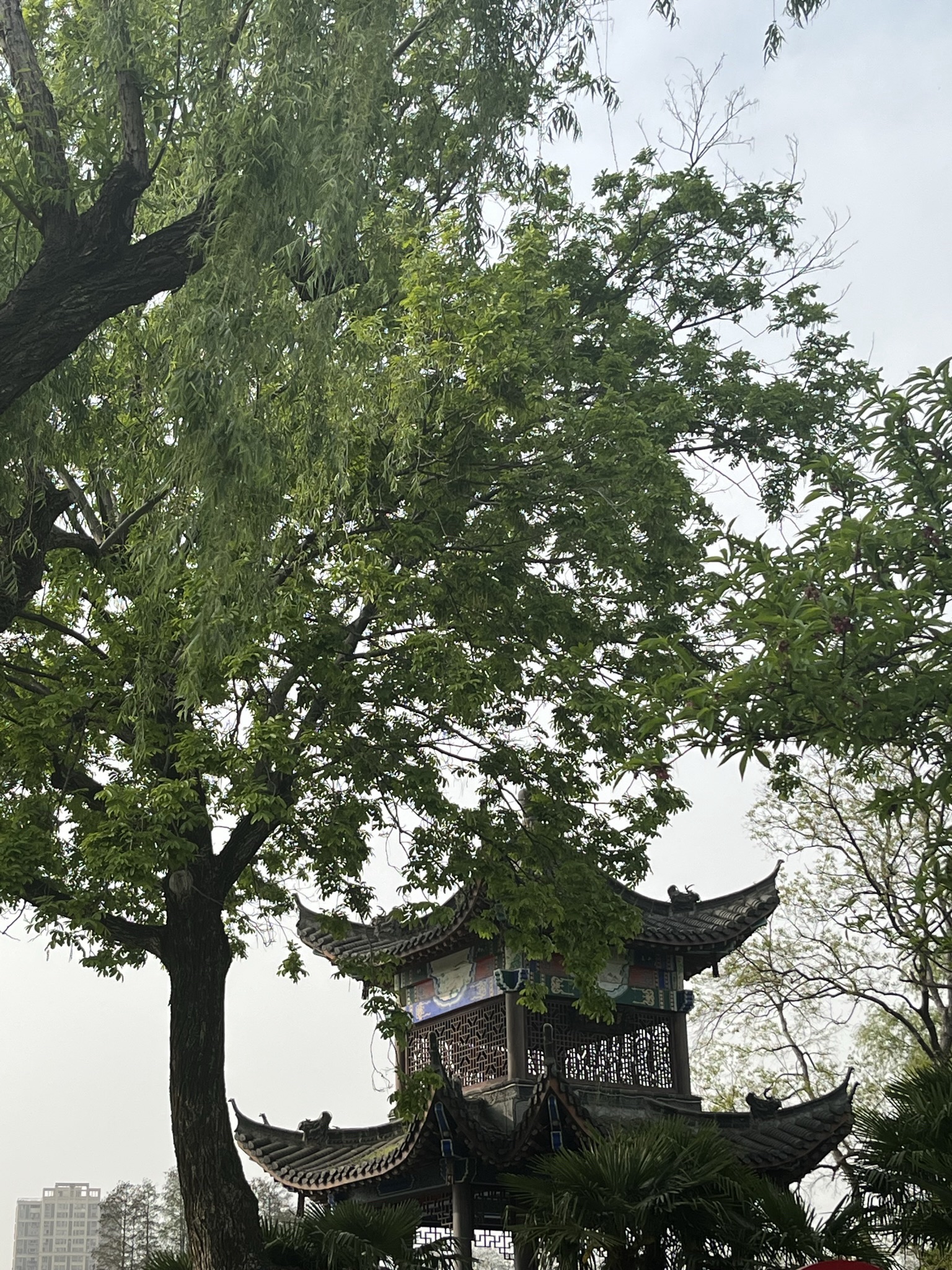 菱湖公园旅行图片