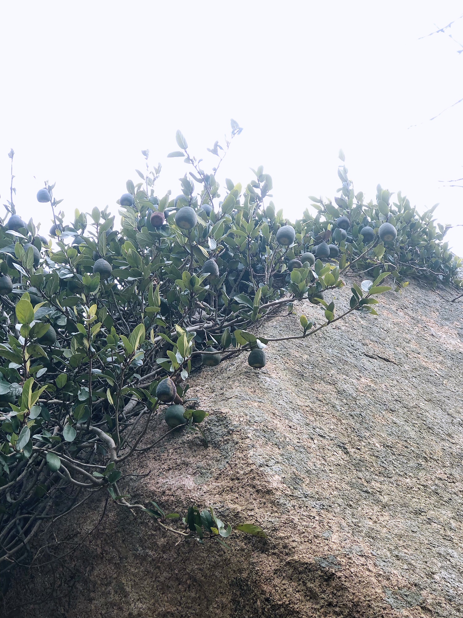 灵山石树旅行图片 3