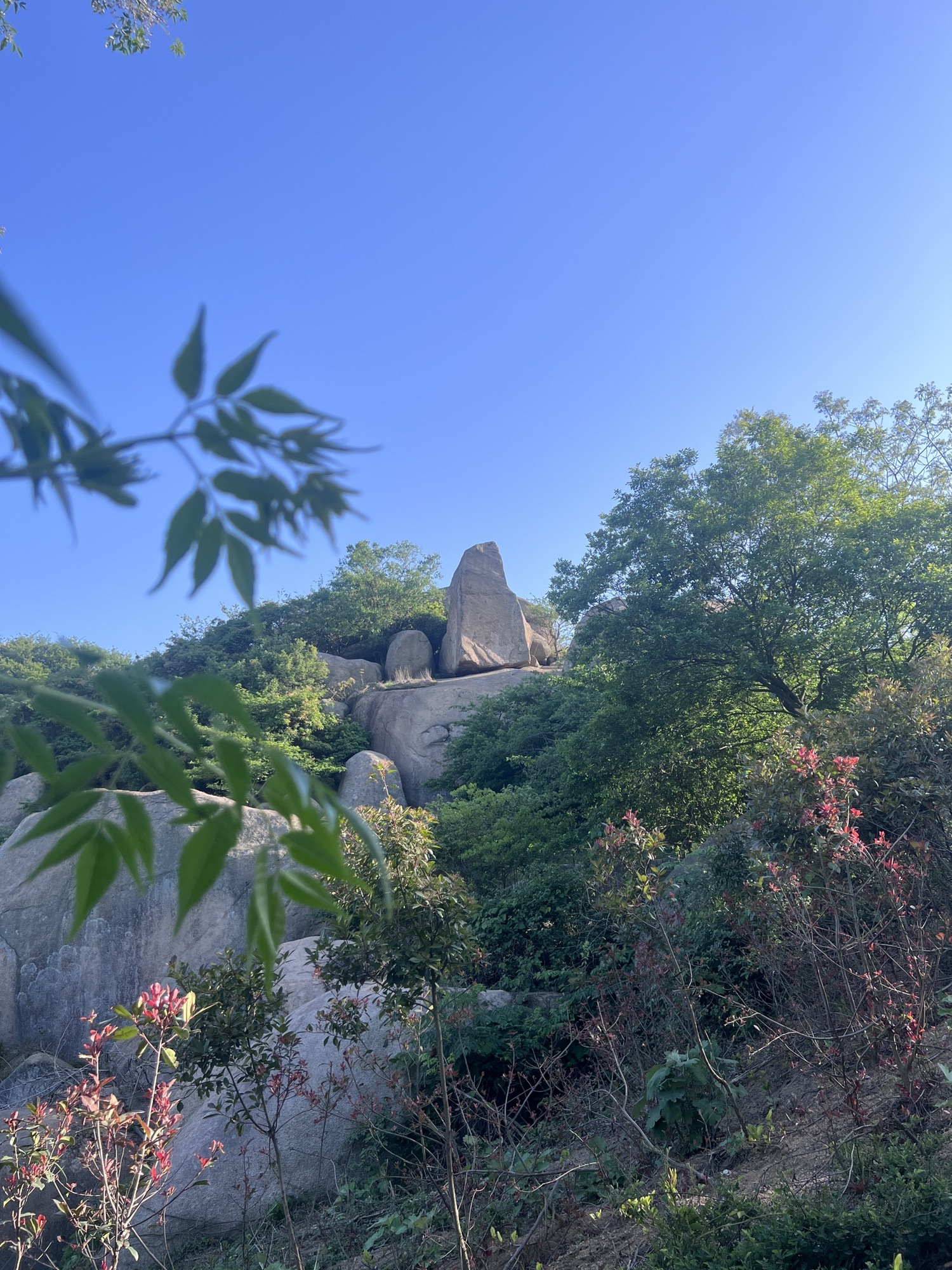 灵山石树旅行图片 1