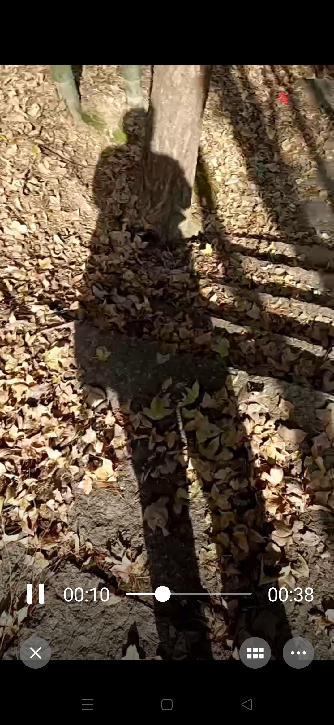 灵山石树旅行图片 2