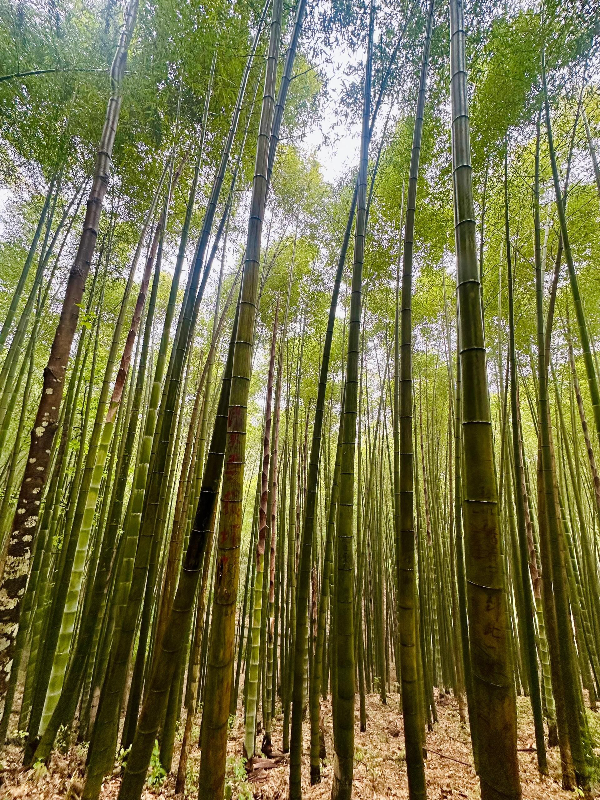 天柱大峡谷旅行图片 3