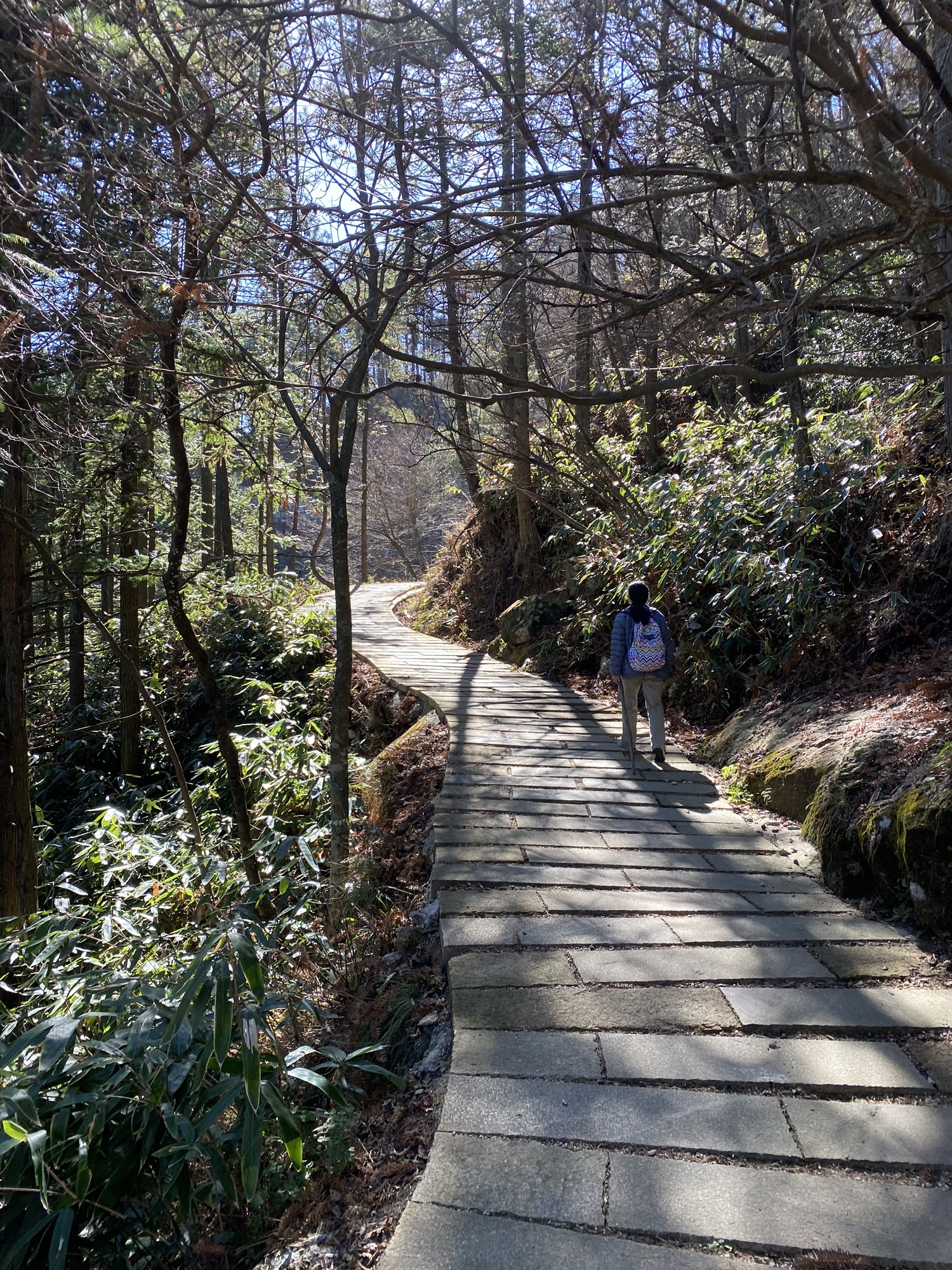 妙道山国家森林公园旅行图片 2