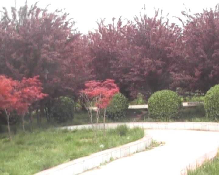 龙霄公园旅行图片 2