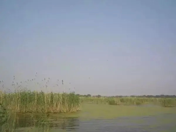 石龙湖湿地保护区旅行图片 3