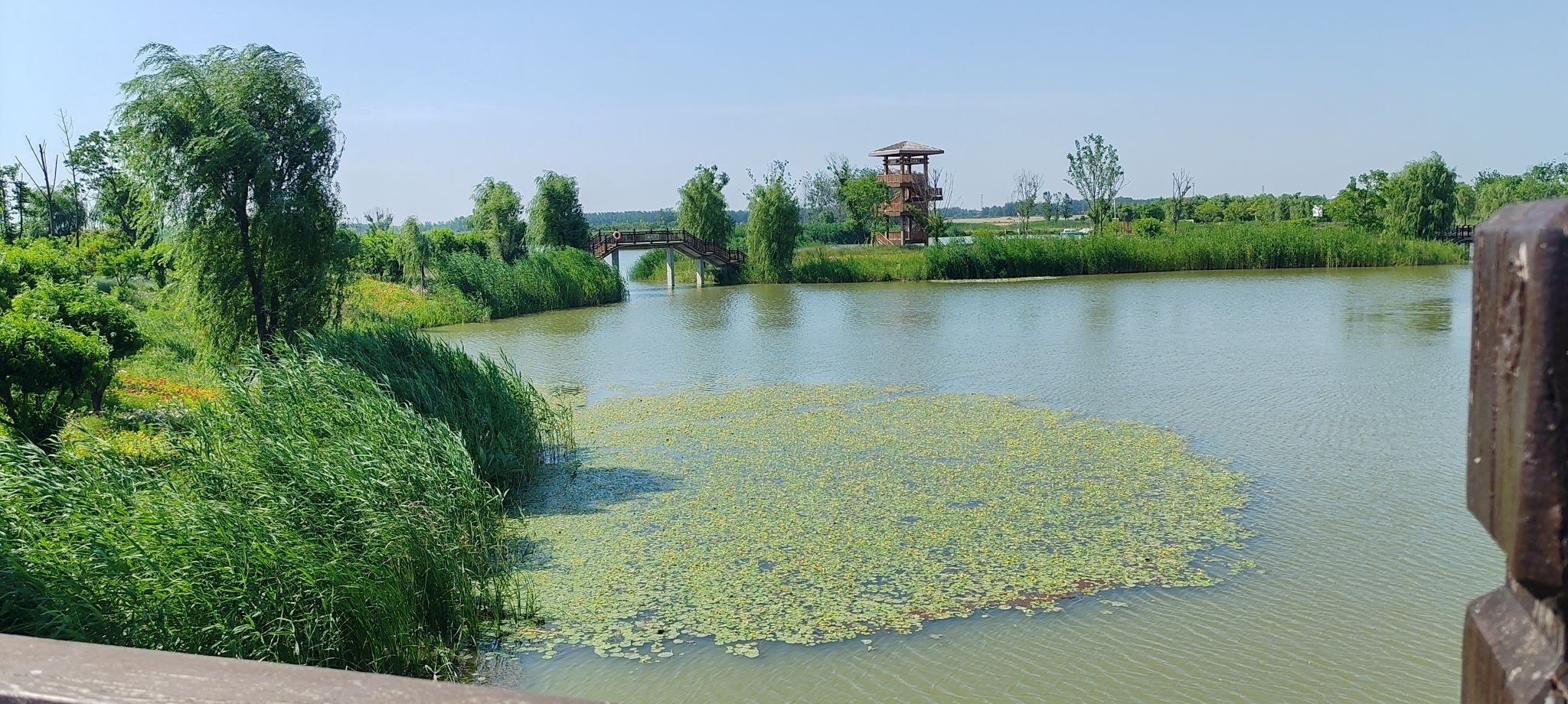 石龙湖湿地保护区旅行图片 2