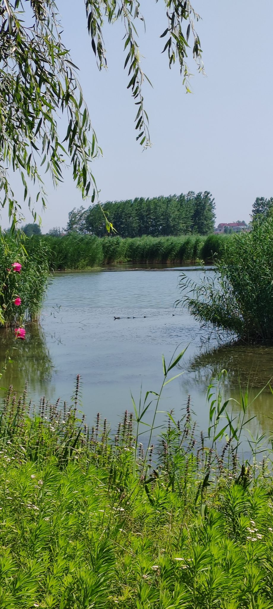 石龙湖湿地保护区旅行图片 3