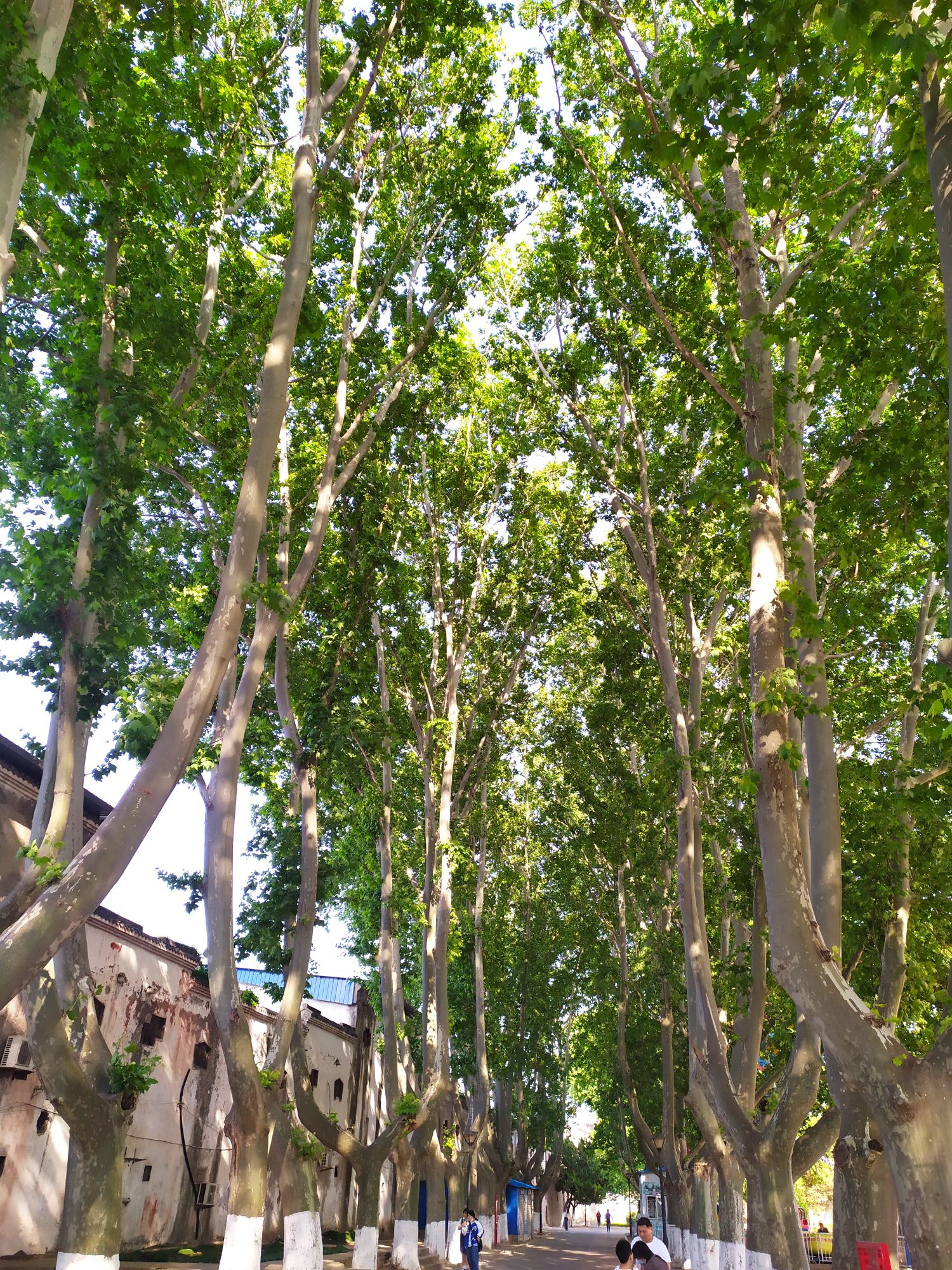 汤王陵公园旅行图片 3
